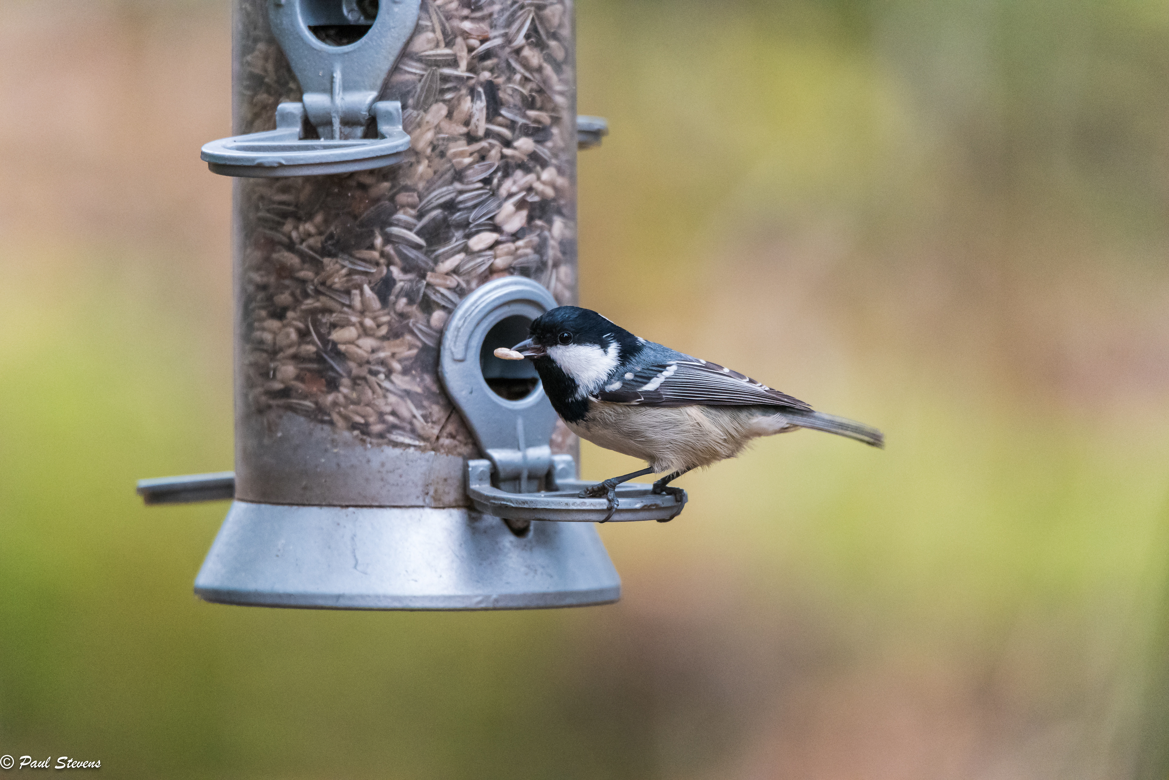 Coal tit - Periparus ater