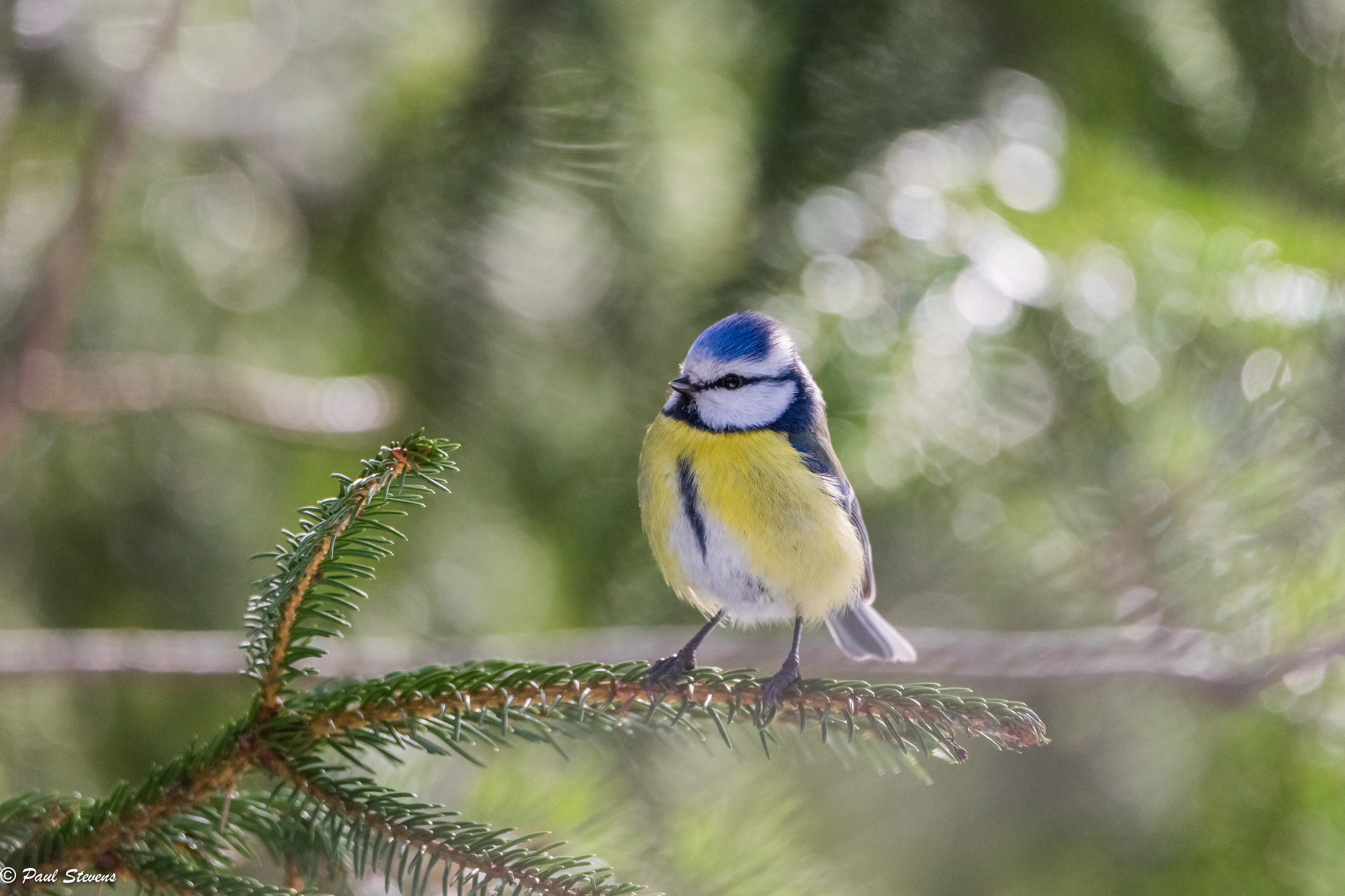 Blue tit - Cyanistes caeruleus