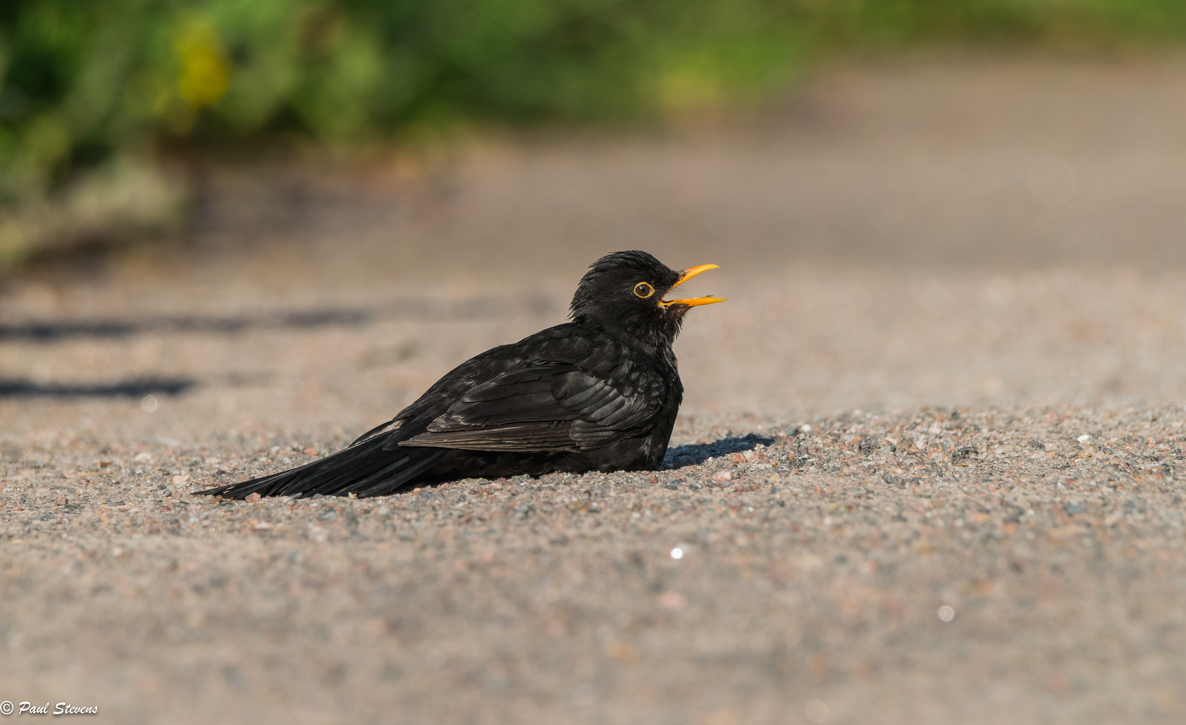 Blackbird - Turdus merula