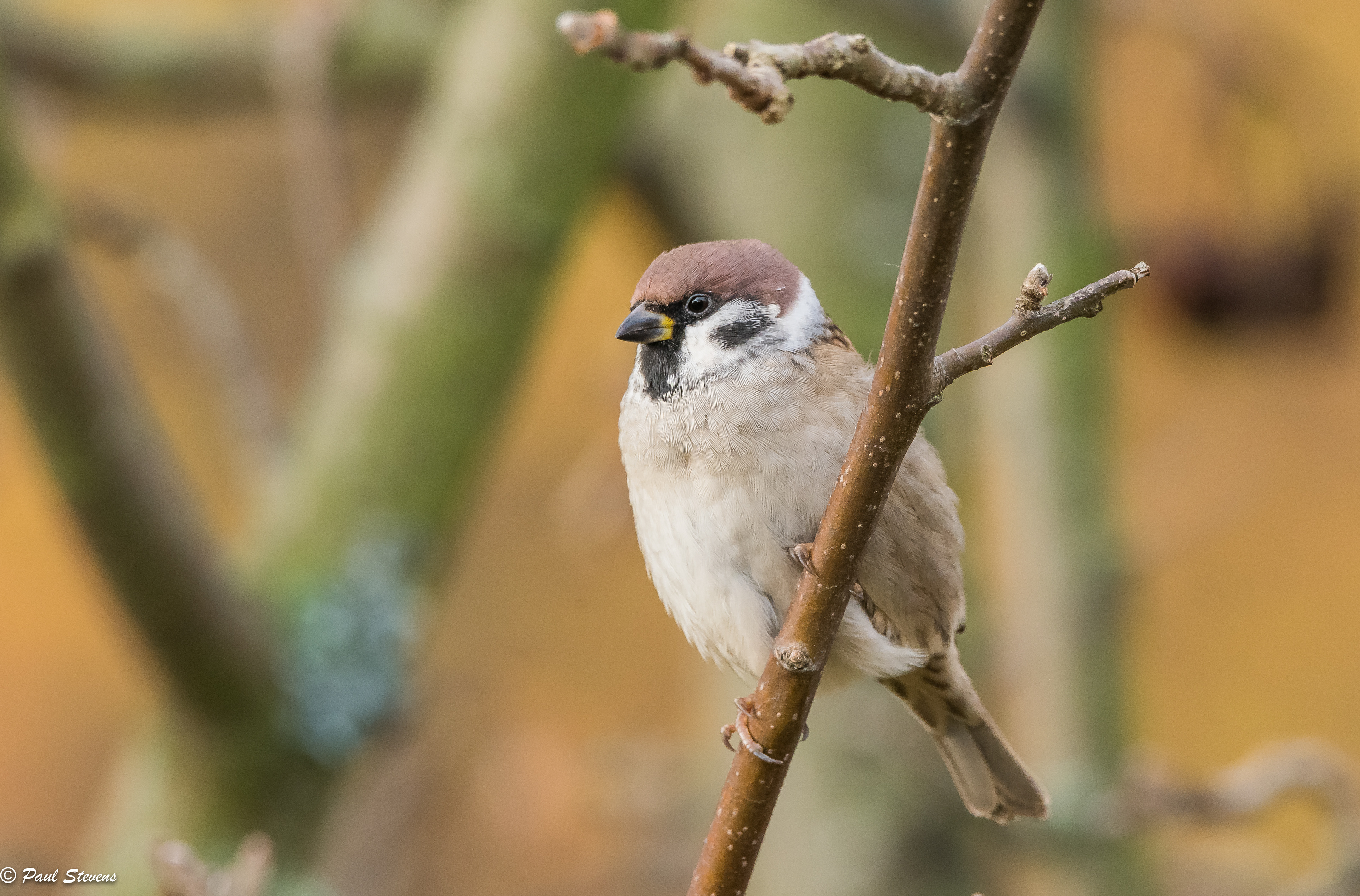 Tree sparrow - Passer montanus