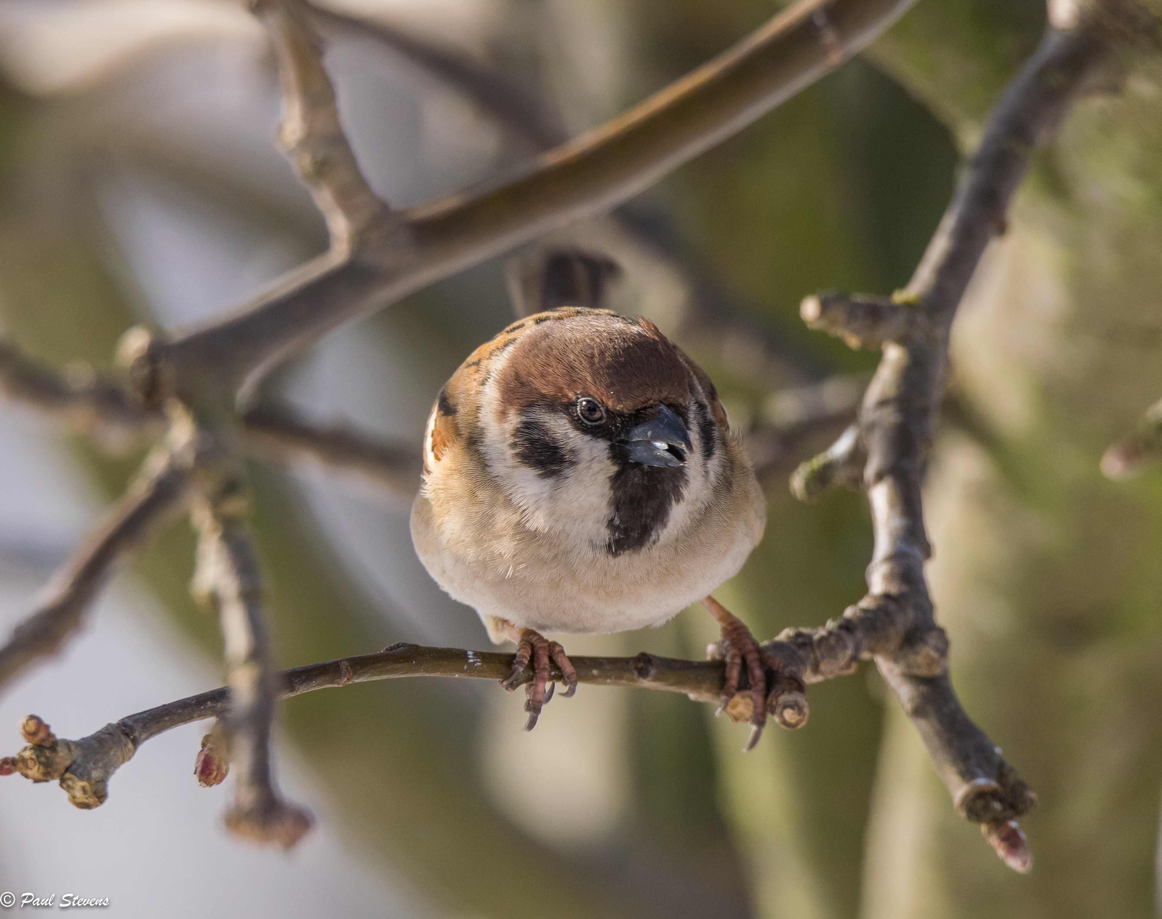 Tree sparrow - Passer montanus