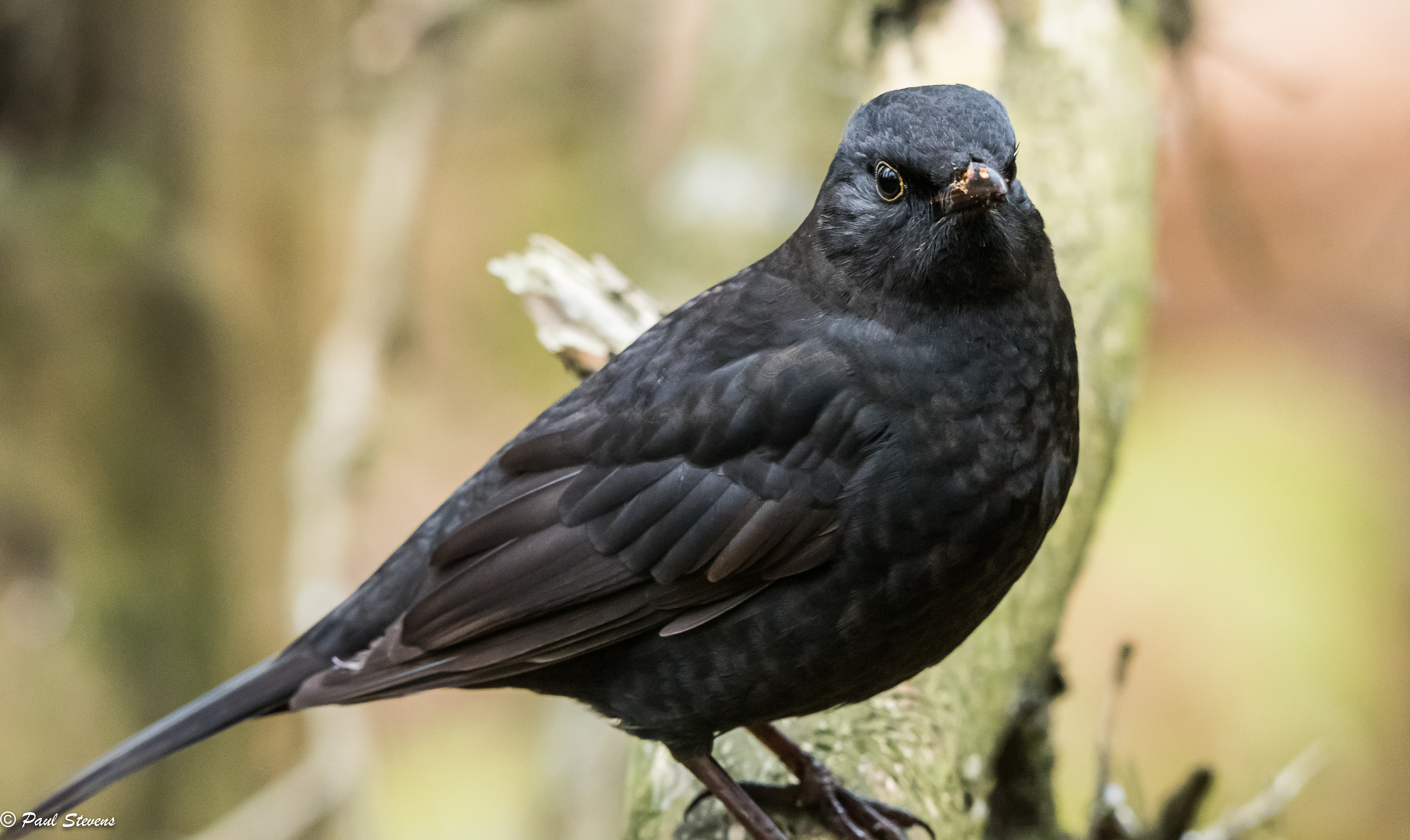 Blackbird - Turdus merula