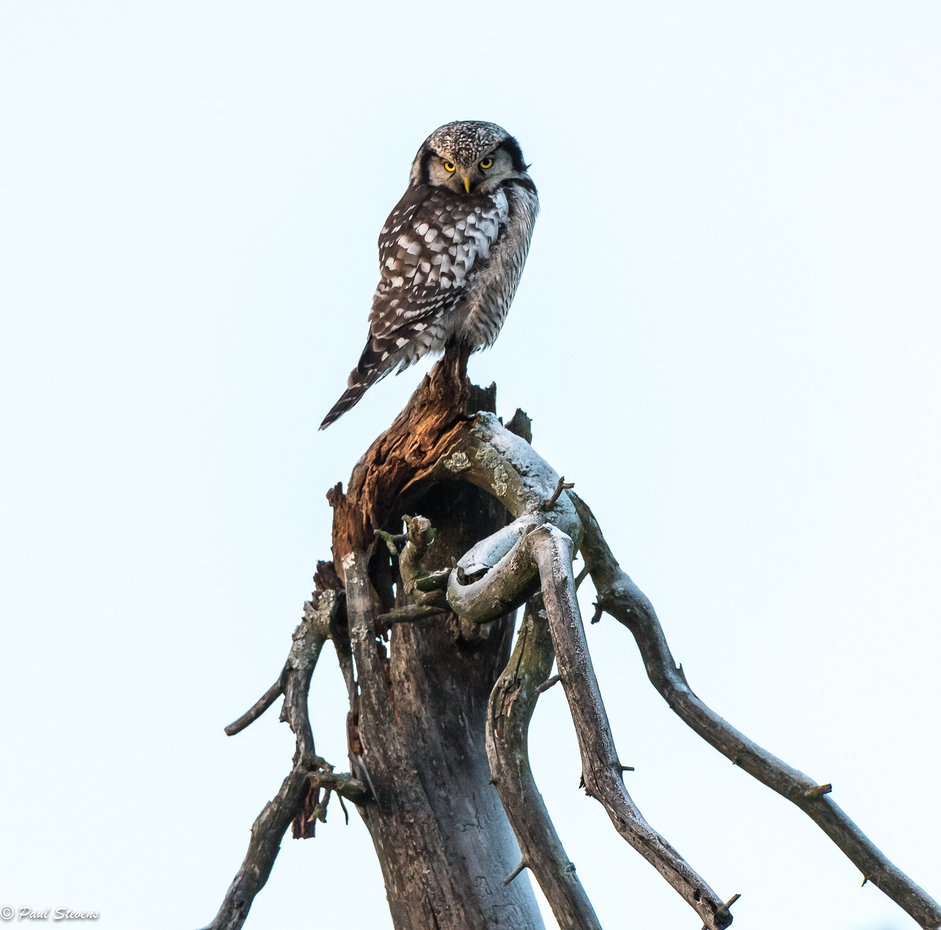 Hawk owl - Surnia ulula