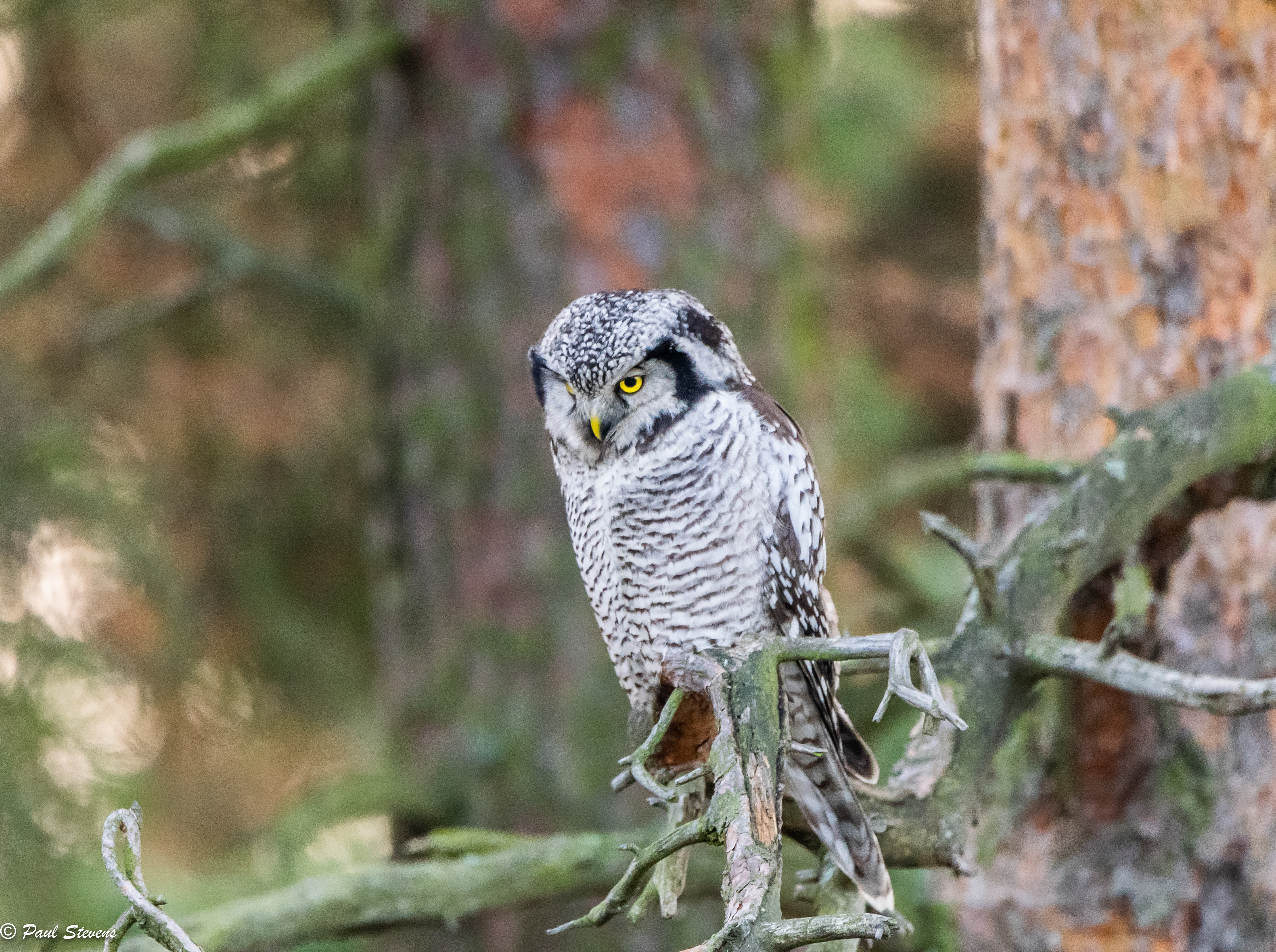 Hawk owl - Surnia ulula