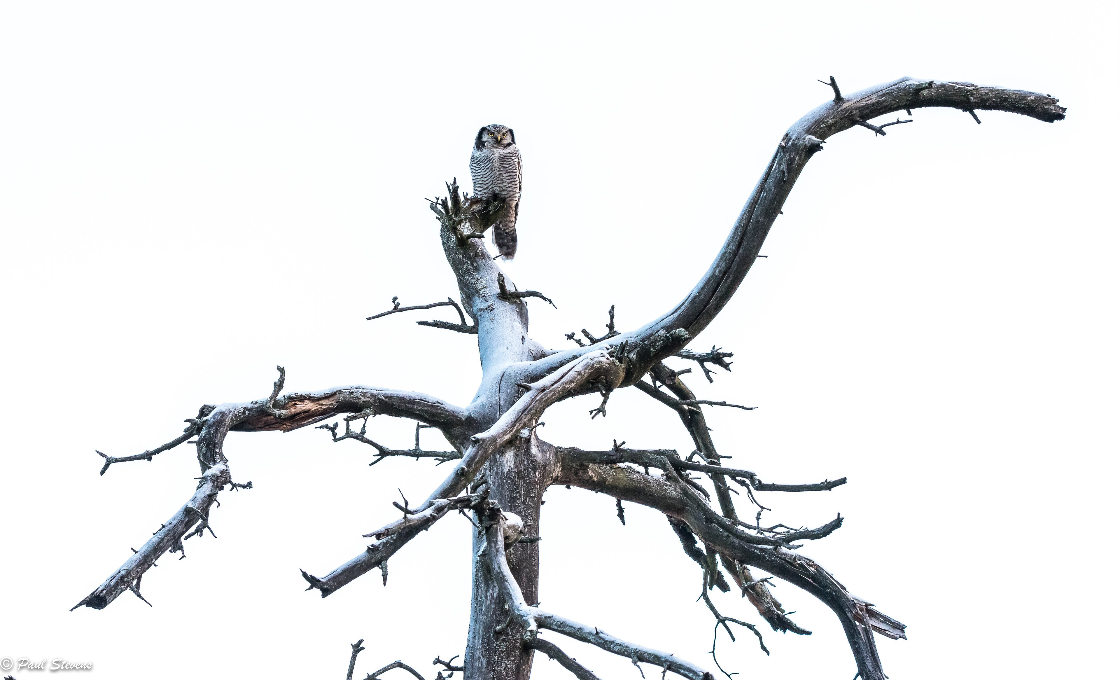 Hawk owl - Surnia ulula