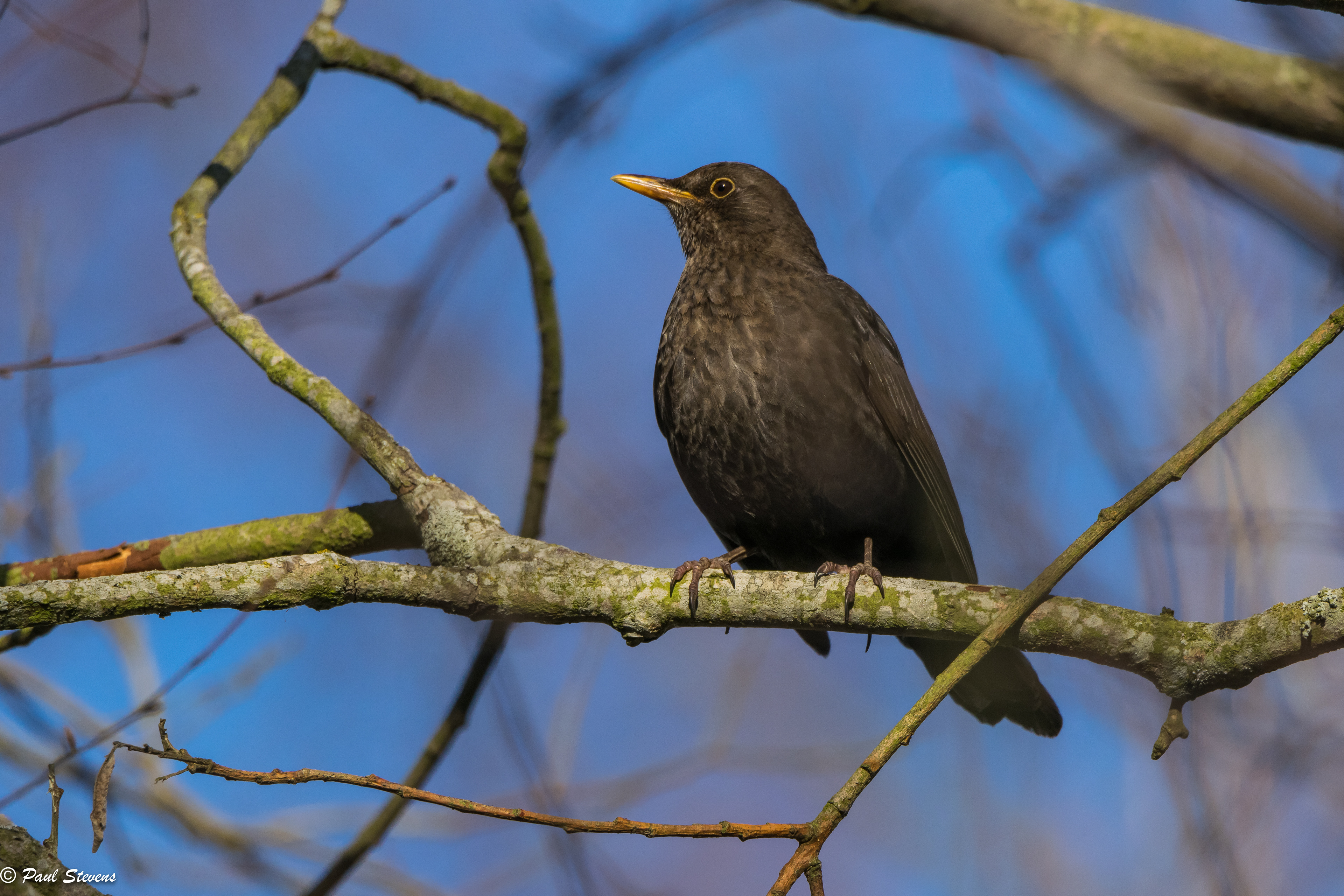 Blackbird - Turdus merula