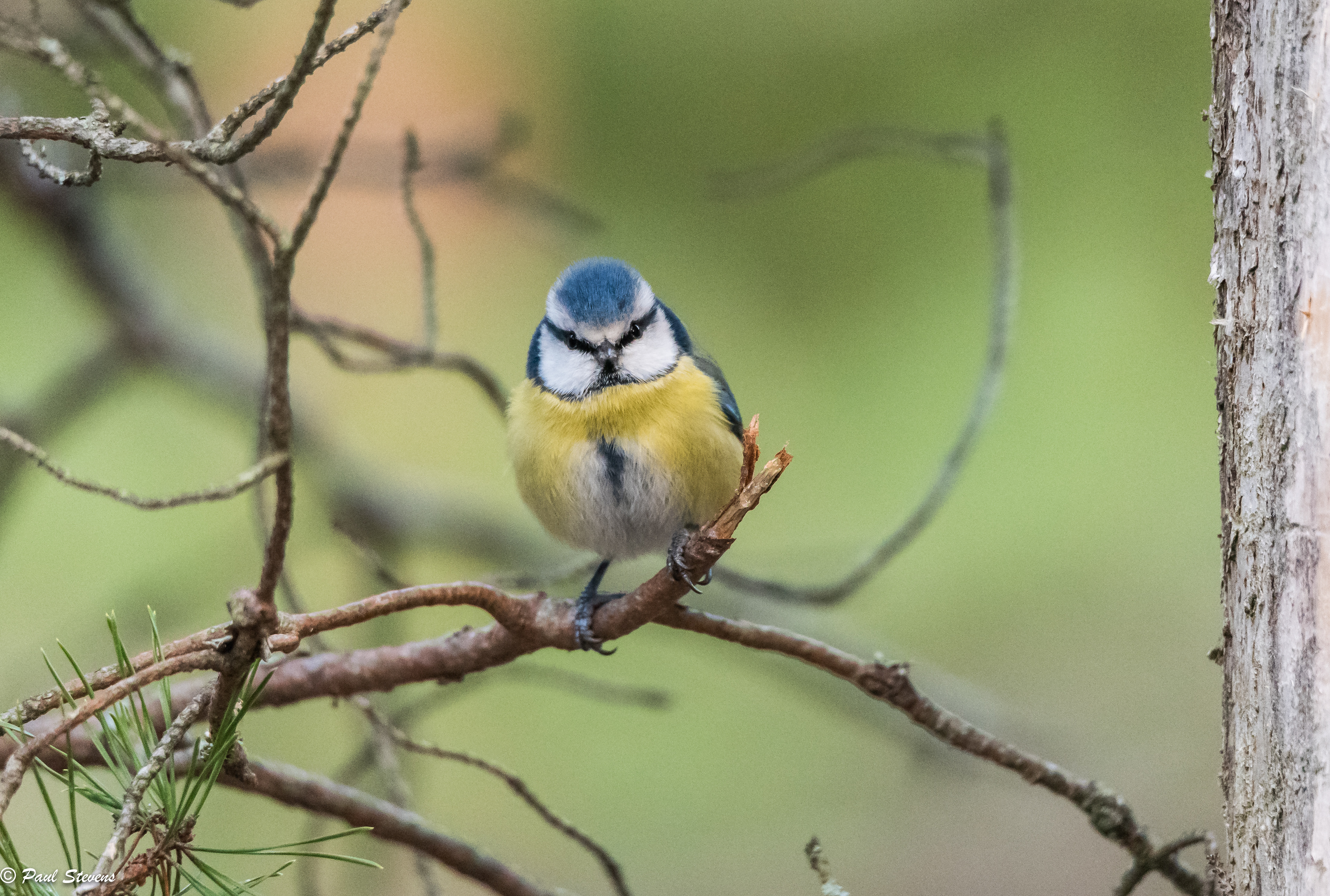 Blue tit - Cyanistes caeruleus