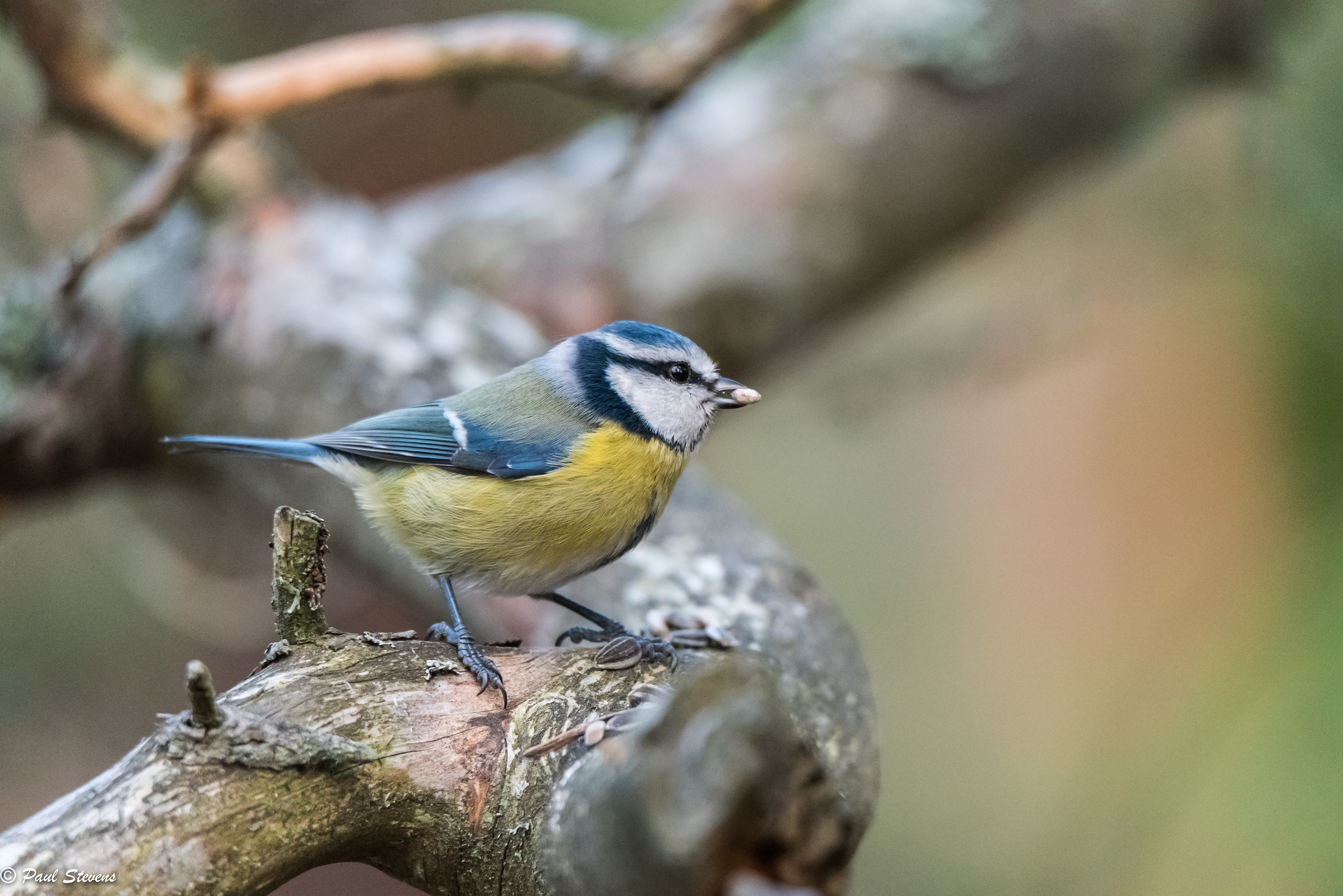 Blue tit - Cyanistes caeruleus