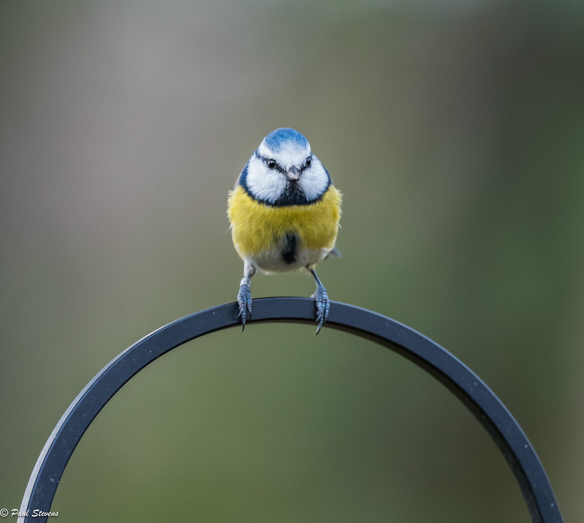 Blue tit - Cyanistes caeruleus