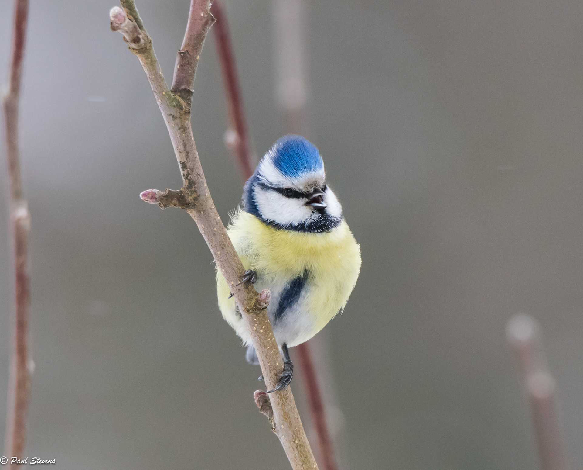 Blue tit - Cyanistes caeruleus