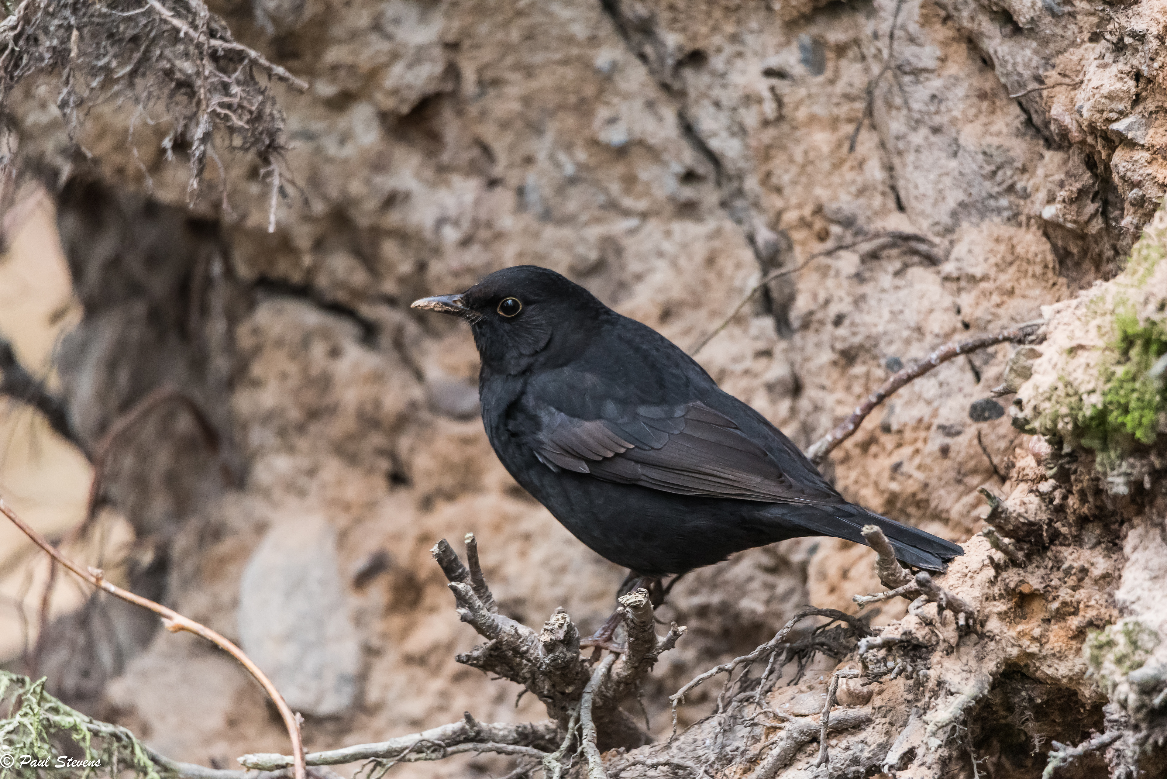 Blackbird - Turdus merula