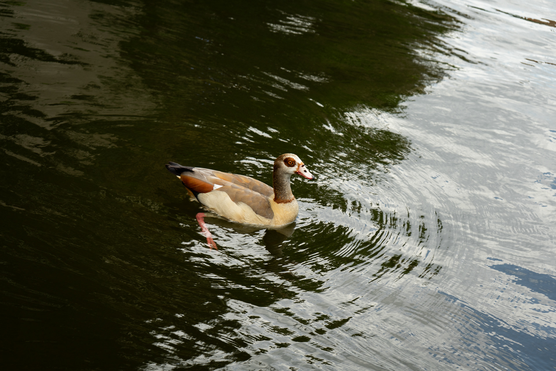 Duck