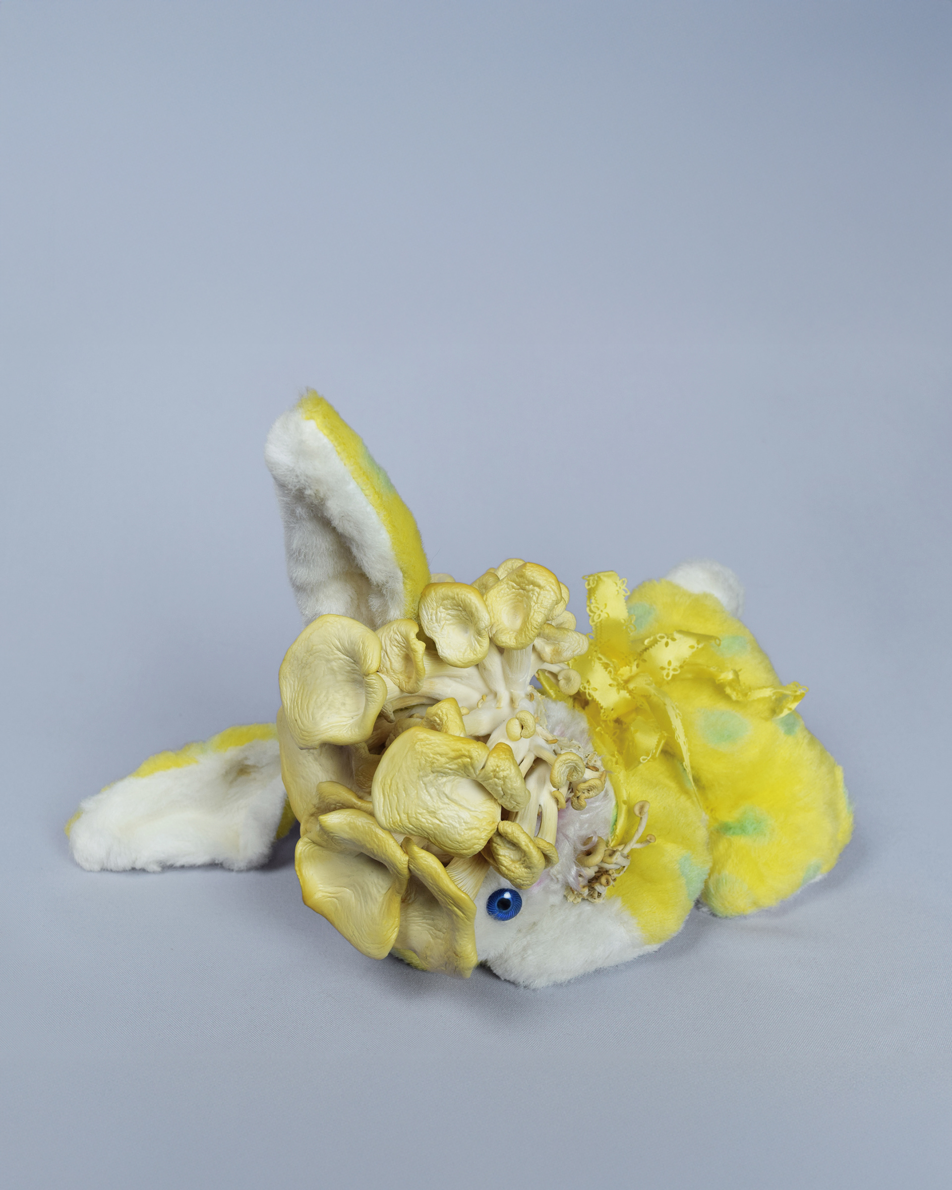 Soft Decay, 2019