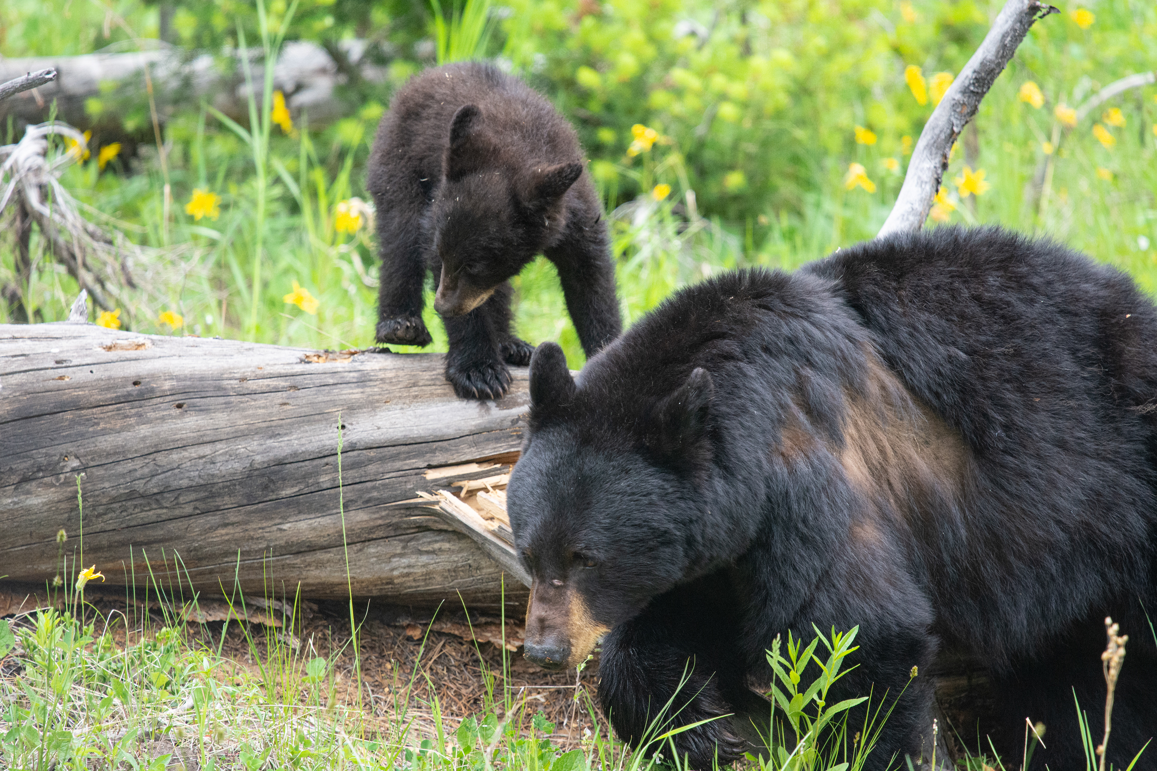 Bears are an integral part of the ecosystem and deserve respect and appreciation. Theirs is a very challenging existence. Every year brings feast and famine in an always dynamic habitat.