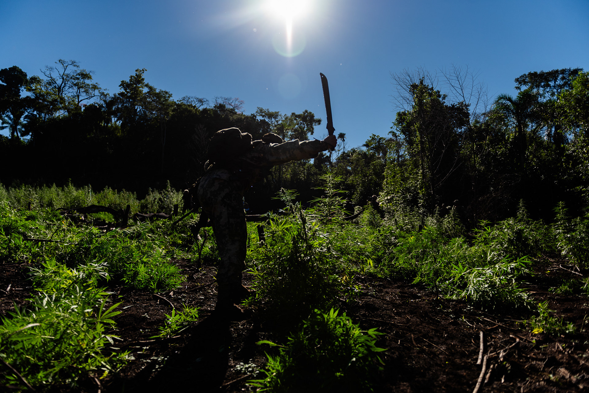 El desmonte es con hacha y fuego, en reservas forestales de estancias privadas. Las plantas ya tenían cuatro meses de crecimiento y estaban en plena floración.