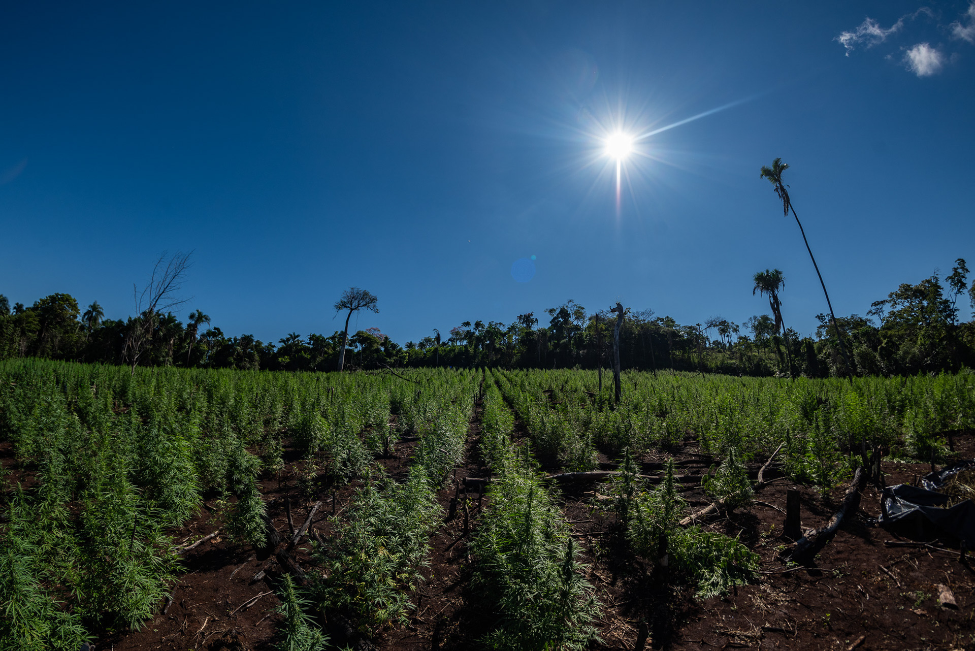 Las autoridades calculaban una planta por metro cuadrado, un rinde de tres toneladas por hectárea.