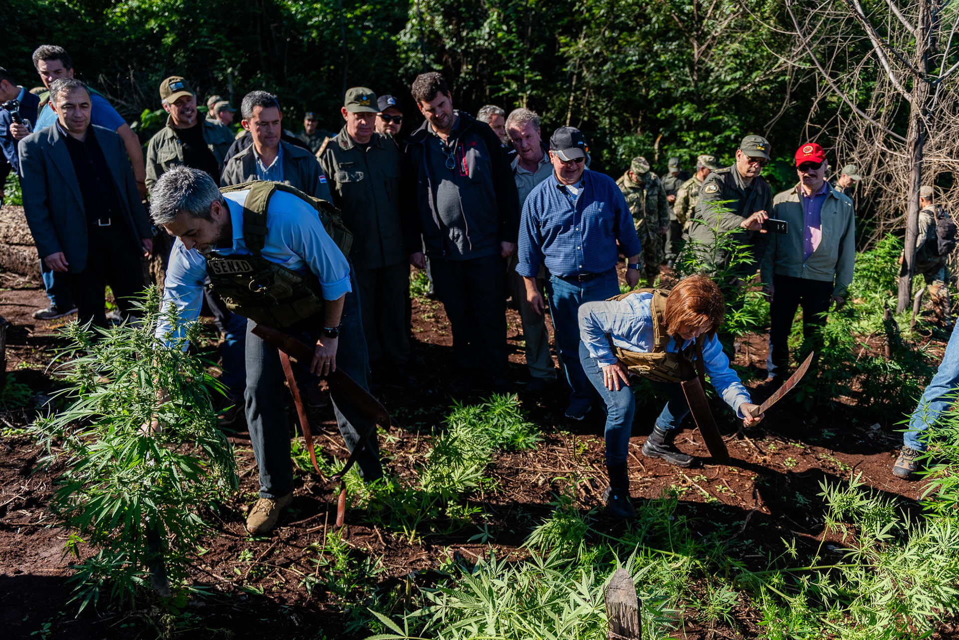 La ministra Patricia Bullrich junto al presidente paraguayo Abdo Jimenez cortando plantas de marihuana 