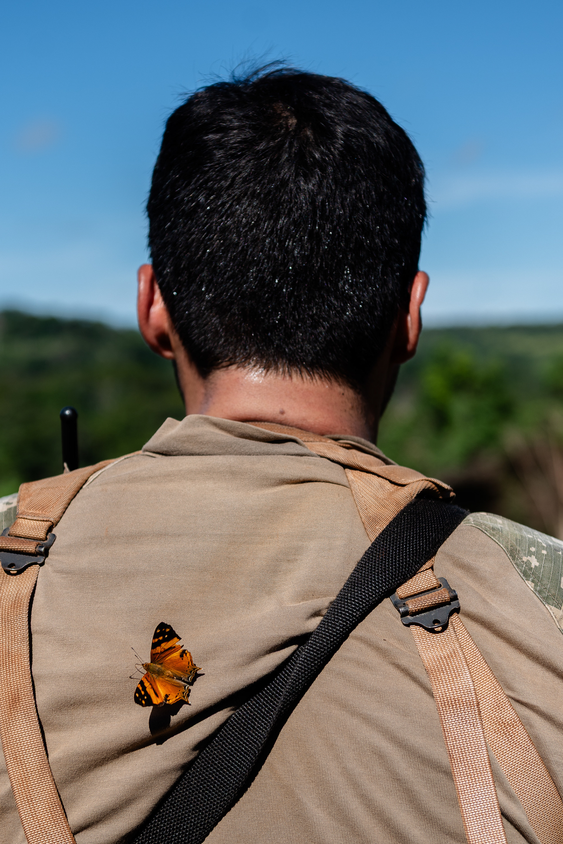 Las mariposas son una figura común en la espesura.