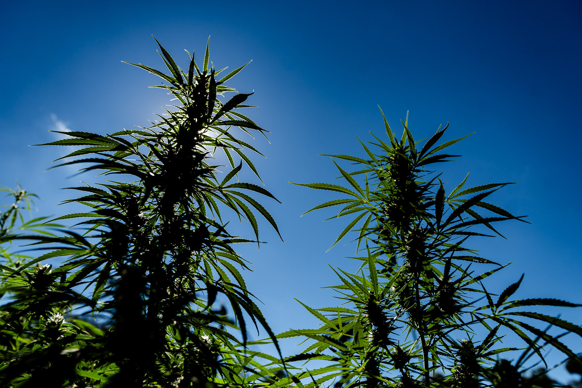 La zona allanada fue de tres hectáreas: se calculaban 90 mil plantas en total, con otras plantaciones que quedaban por cortar a lo largo de la llanura.