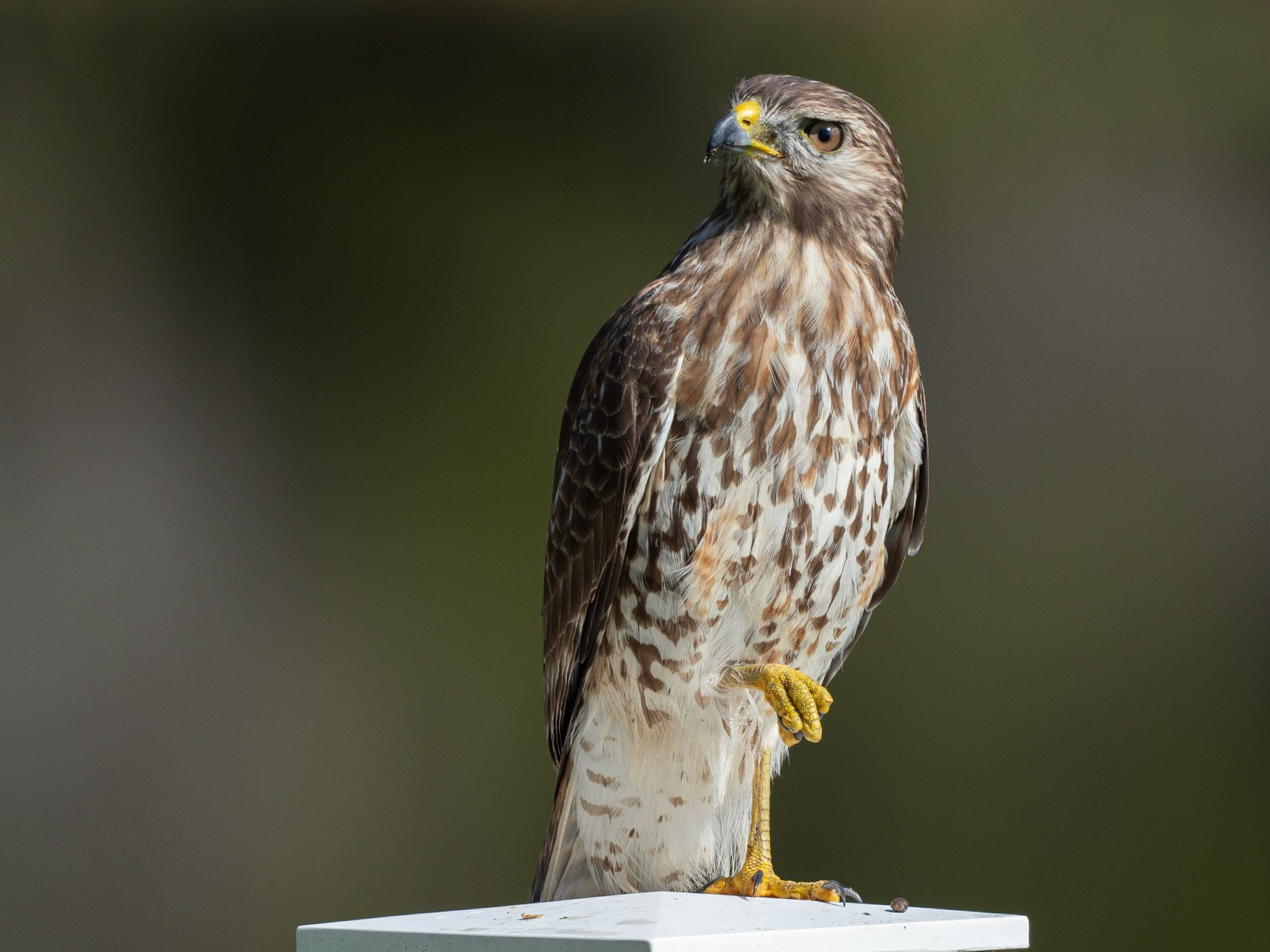 Red Shouldered Hawk, Lutz FL