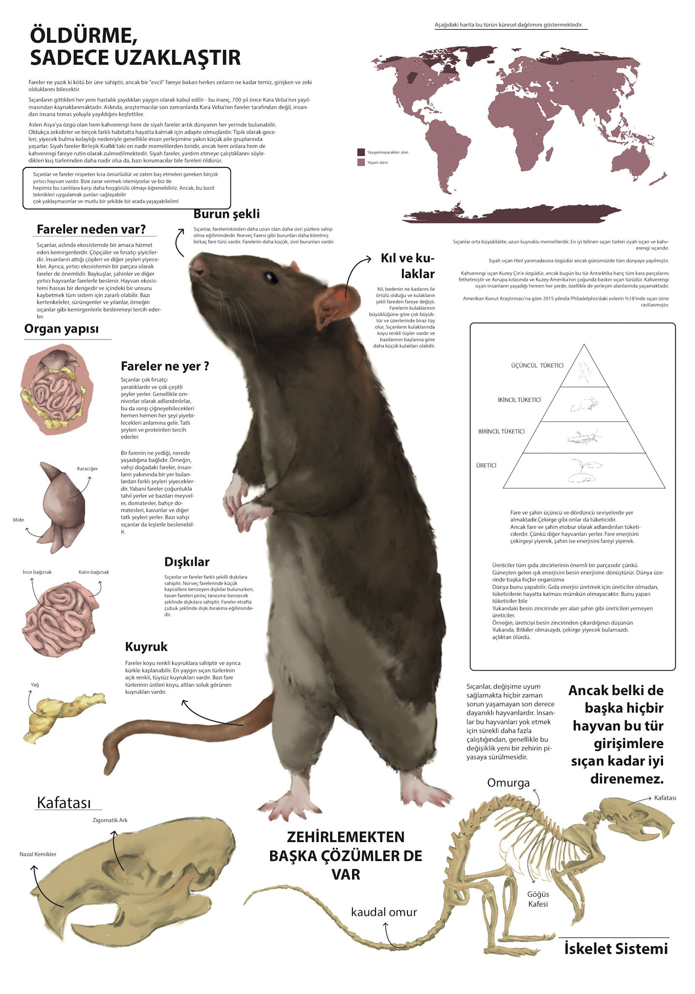 rat infographic