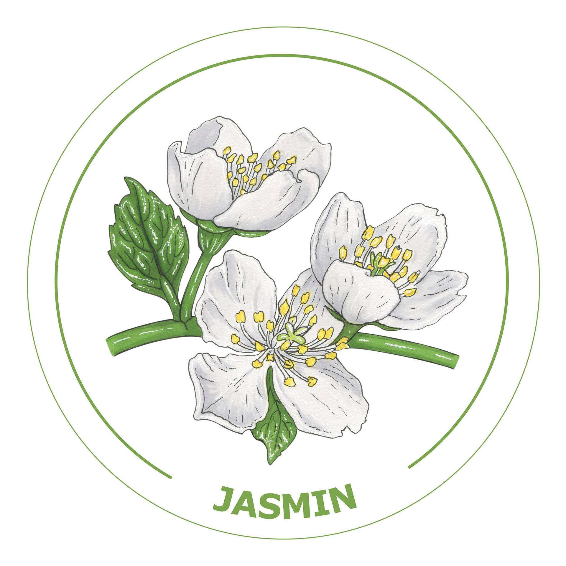 «Jasmin»