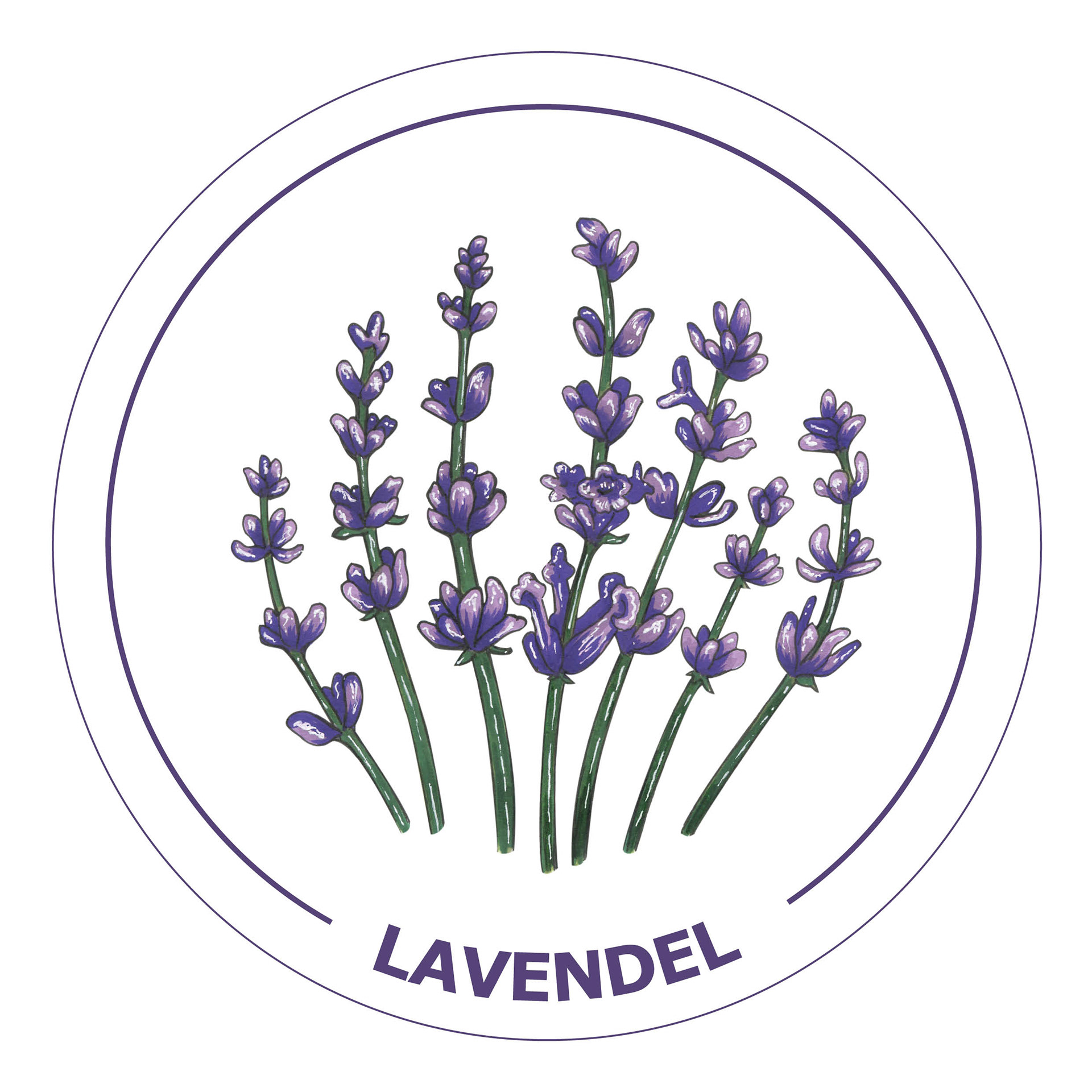 «Lavendel»