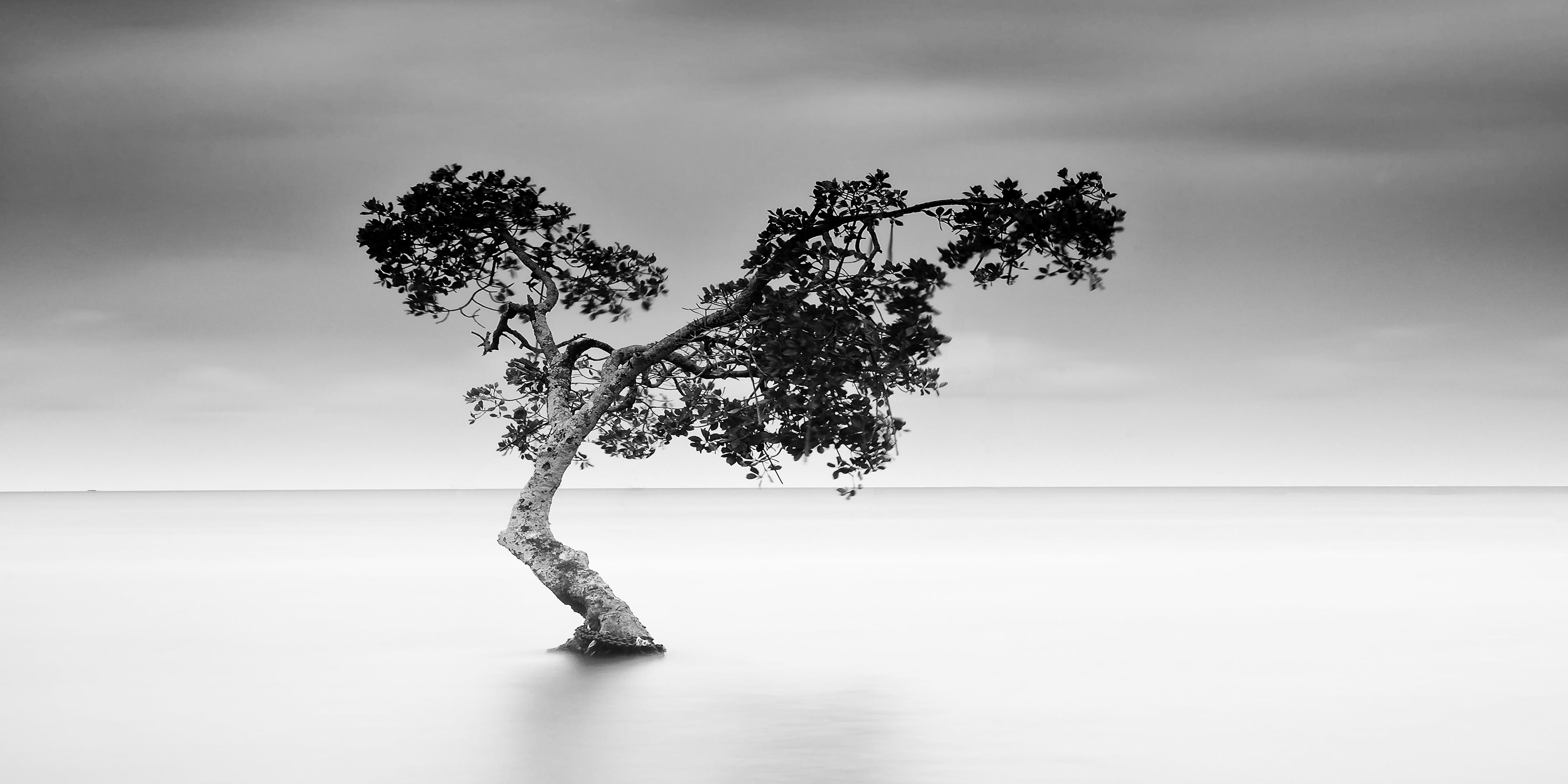 "Lonely Tree". Suva Fiji
