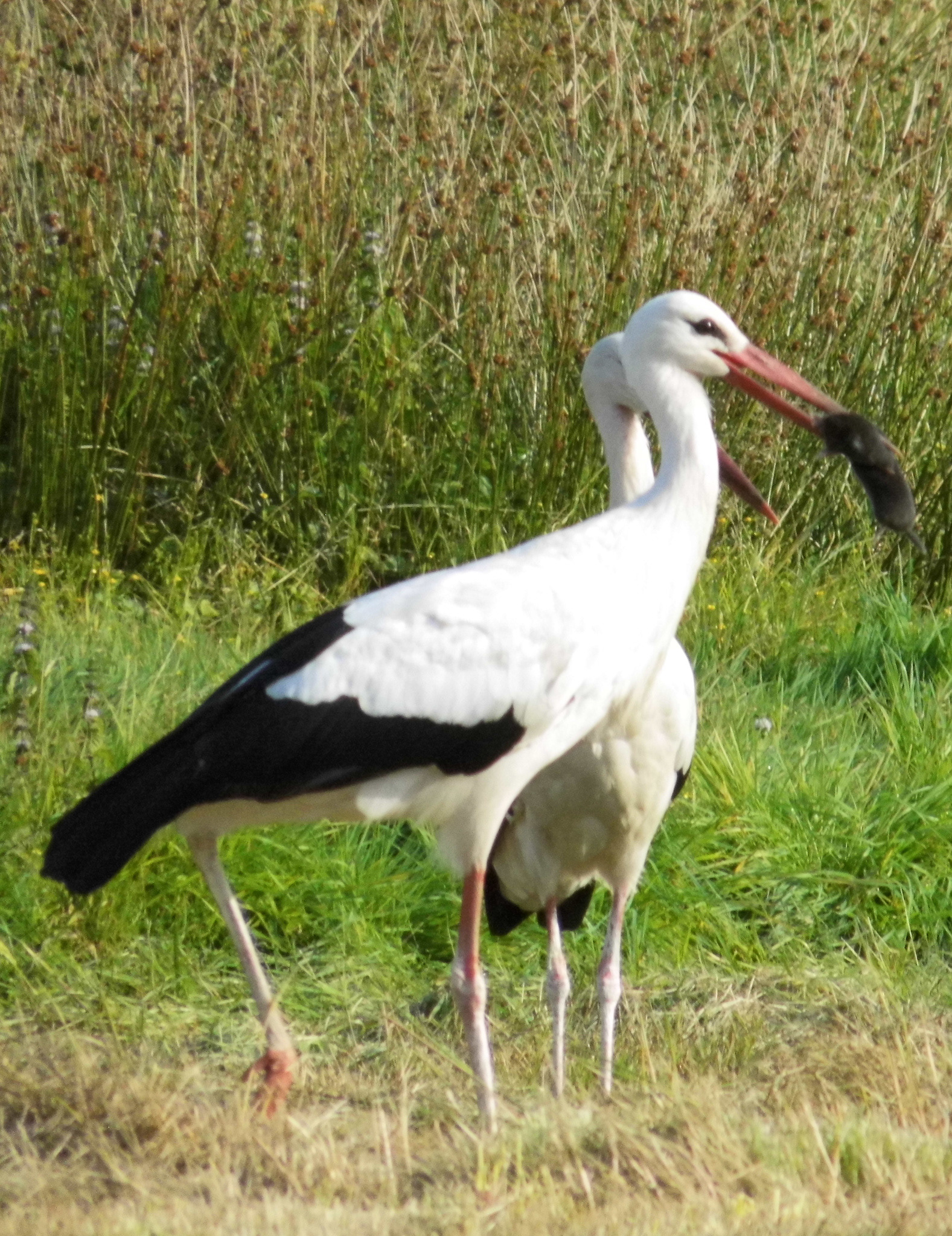 Ooievaar en Mol omgeving Zeegse