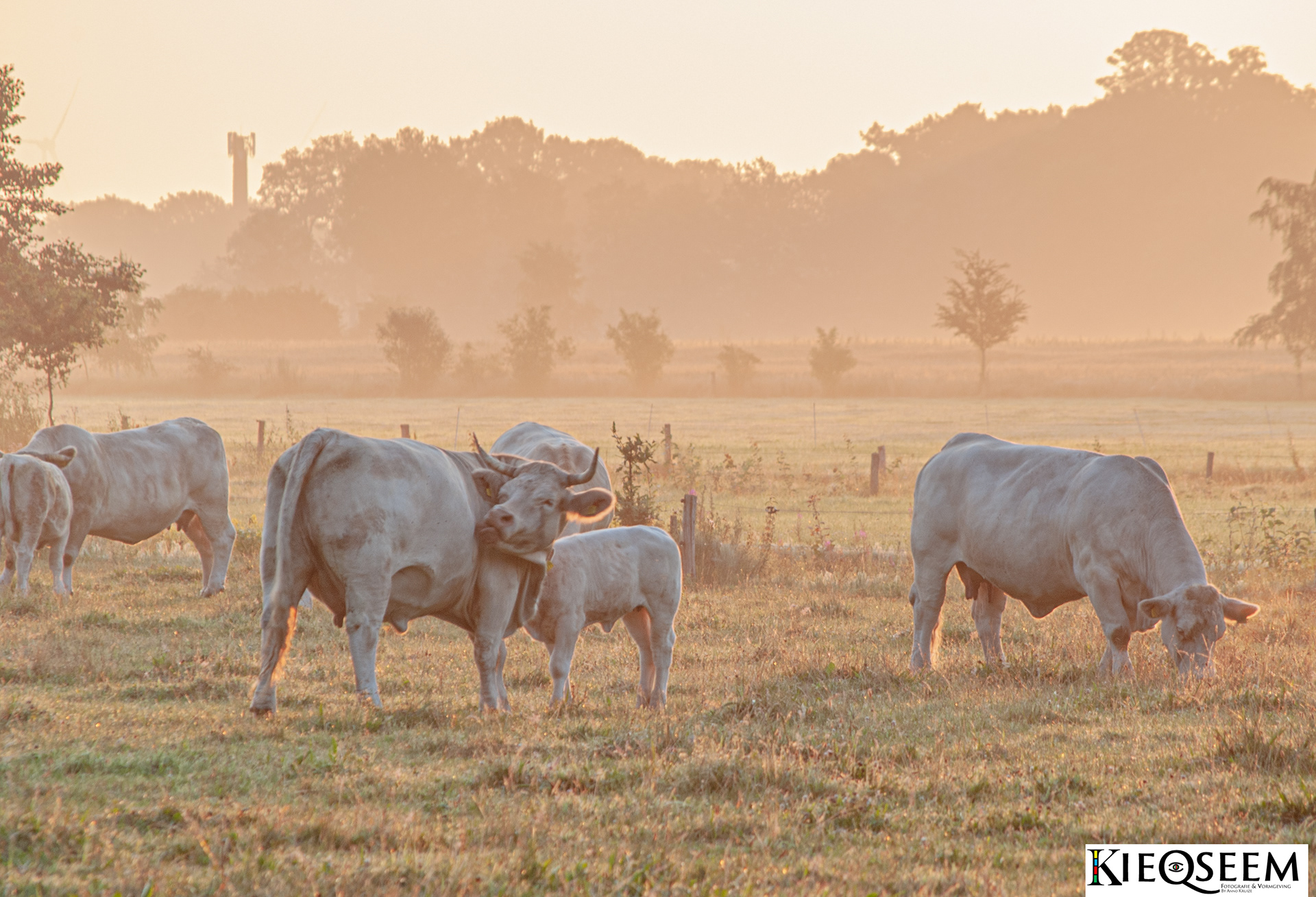 Charolais Koeien Veerste Veldhuis(Sellingen/Vlagtwedde) 24-7-2021
