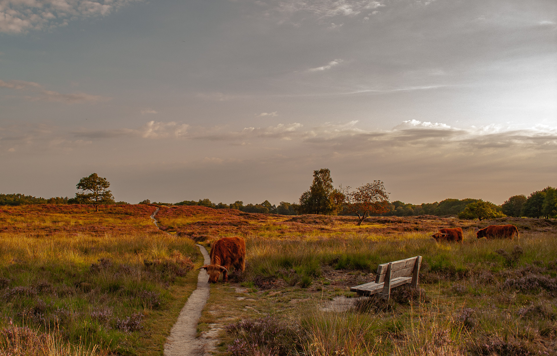 Gasterse Duinen zomer 2020