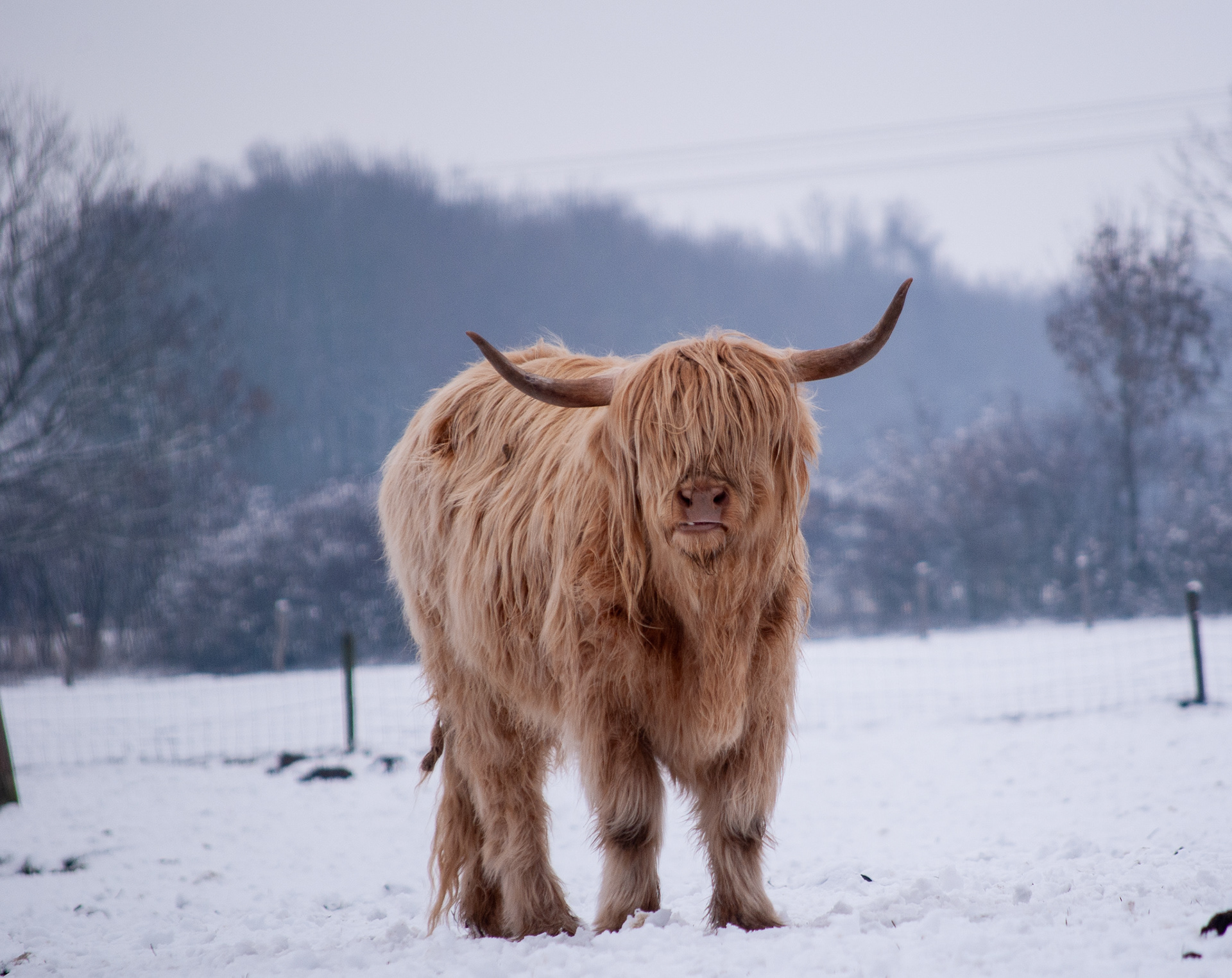 Pagedal winter 2019