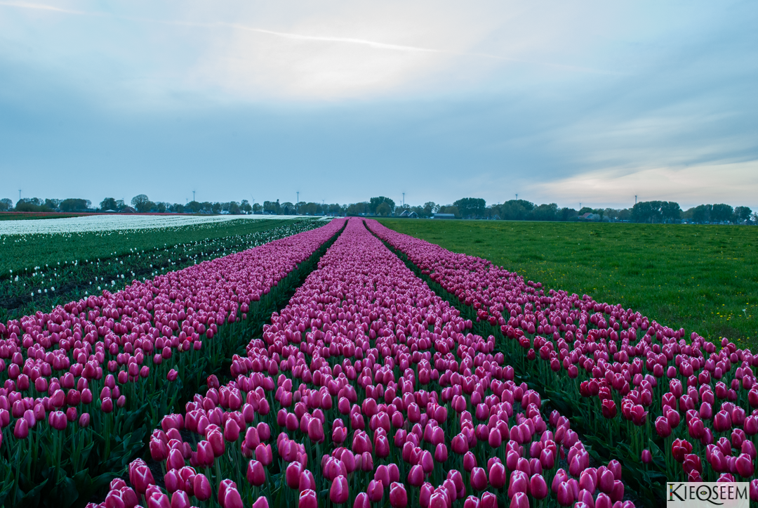 Nieuw Buinen 2022