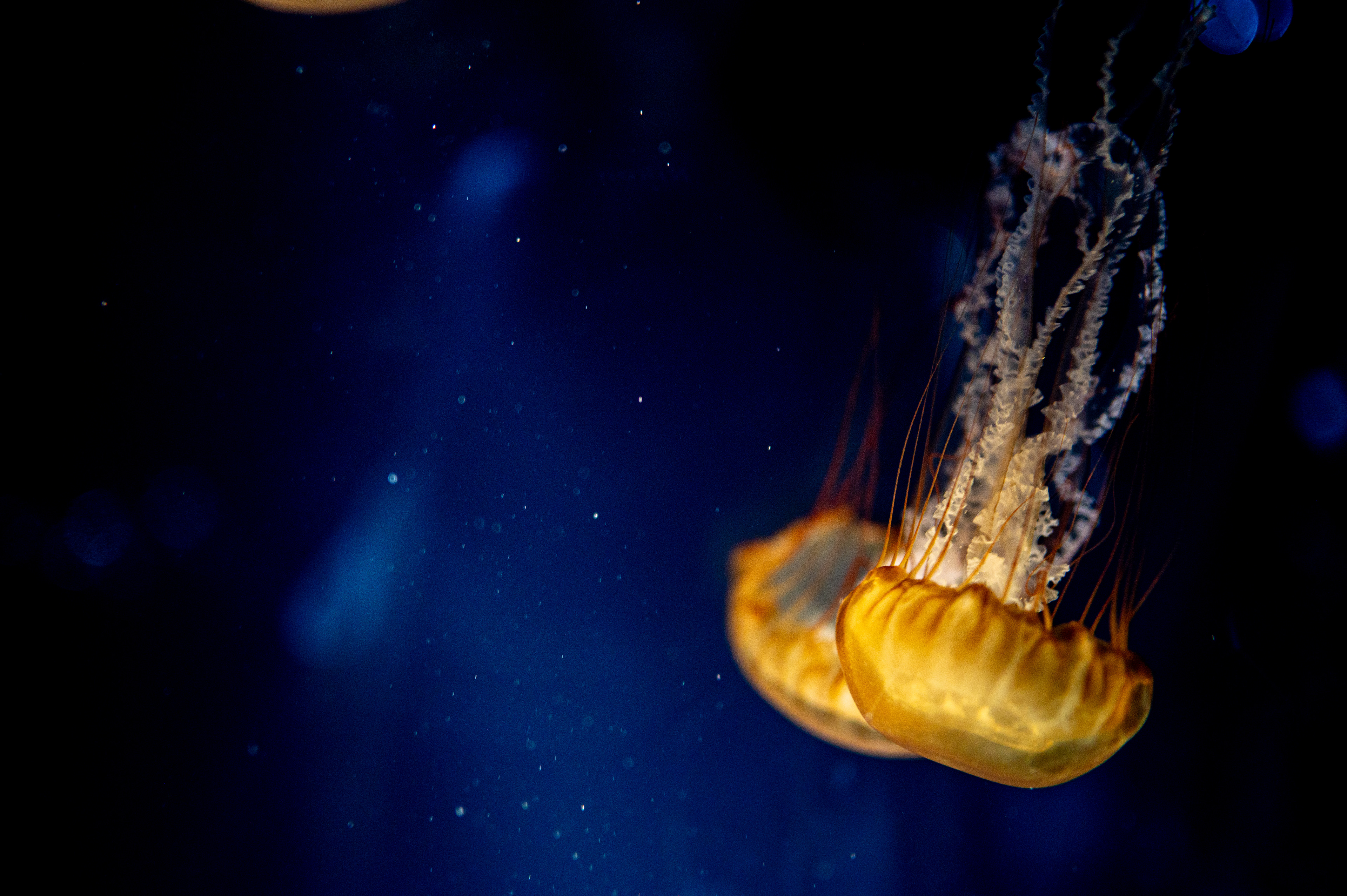 #10 Jellyfish