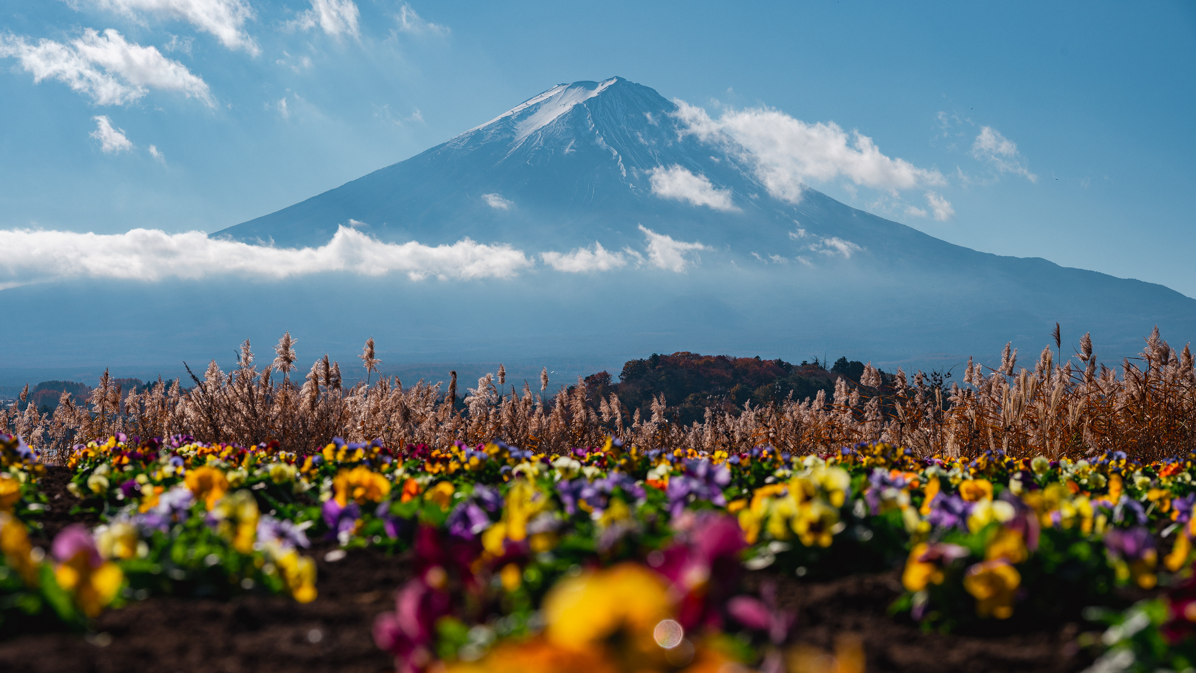 #9 Mt. Fuji and Flowers