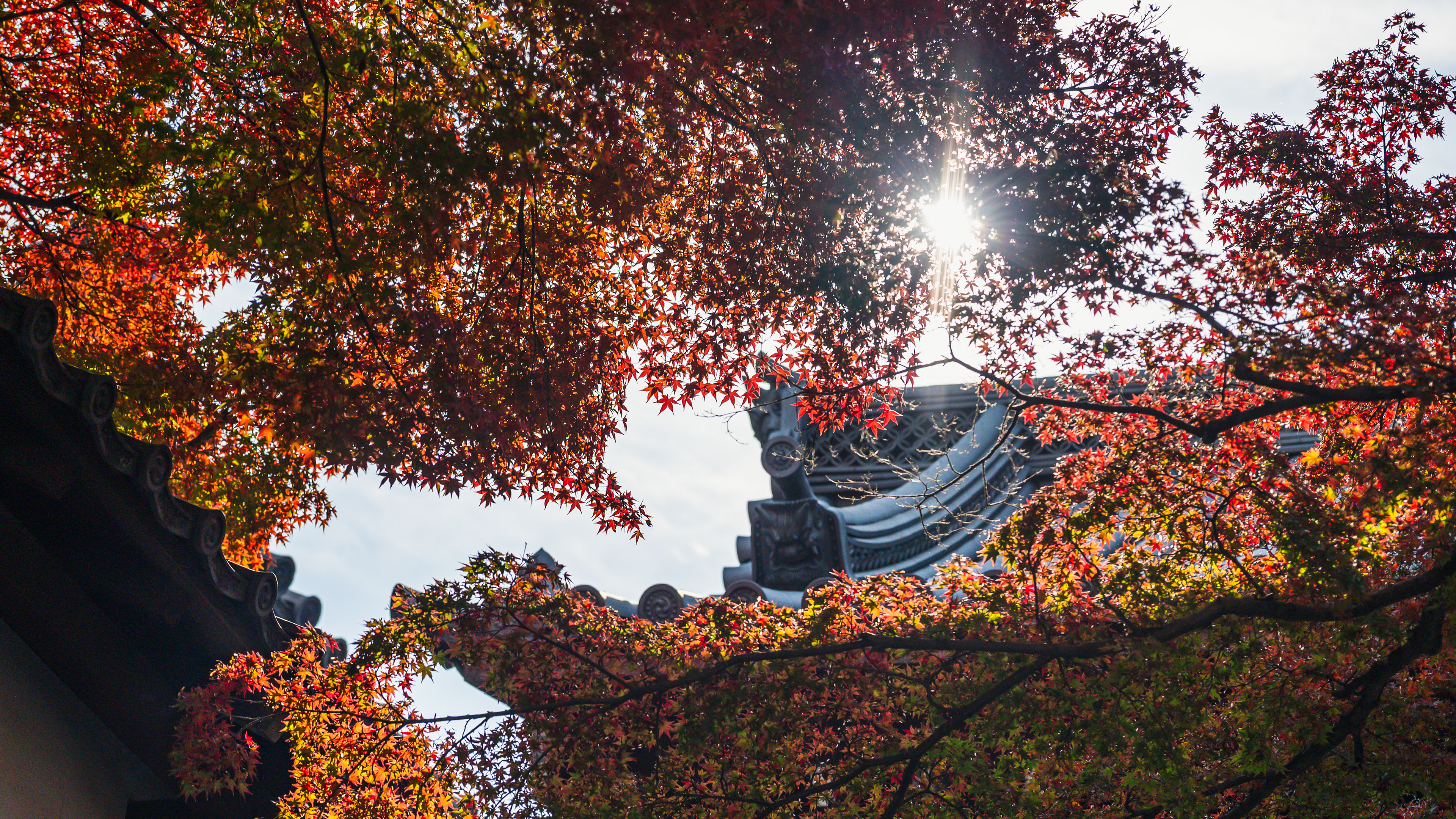 #15 Kyoto Sunshine in Fall