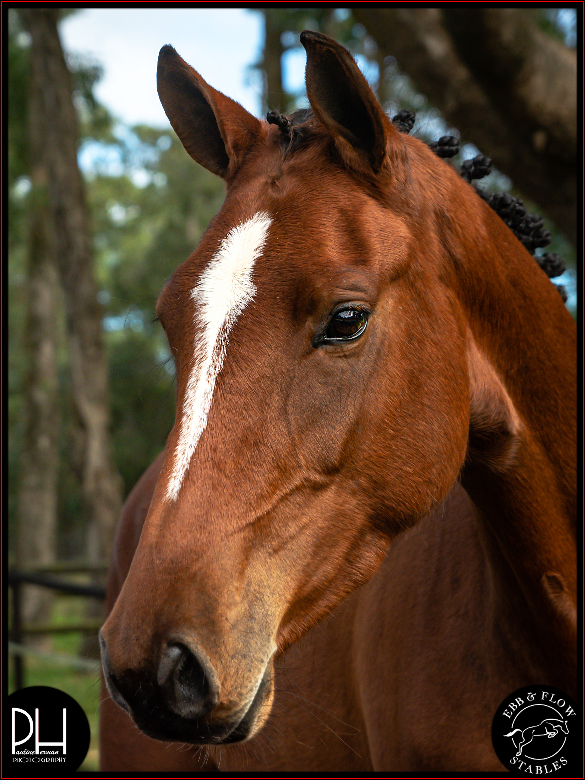 Perfect Head Shot for a Canvas...