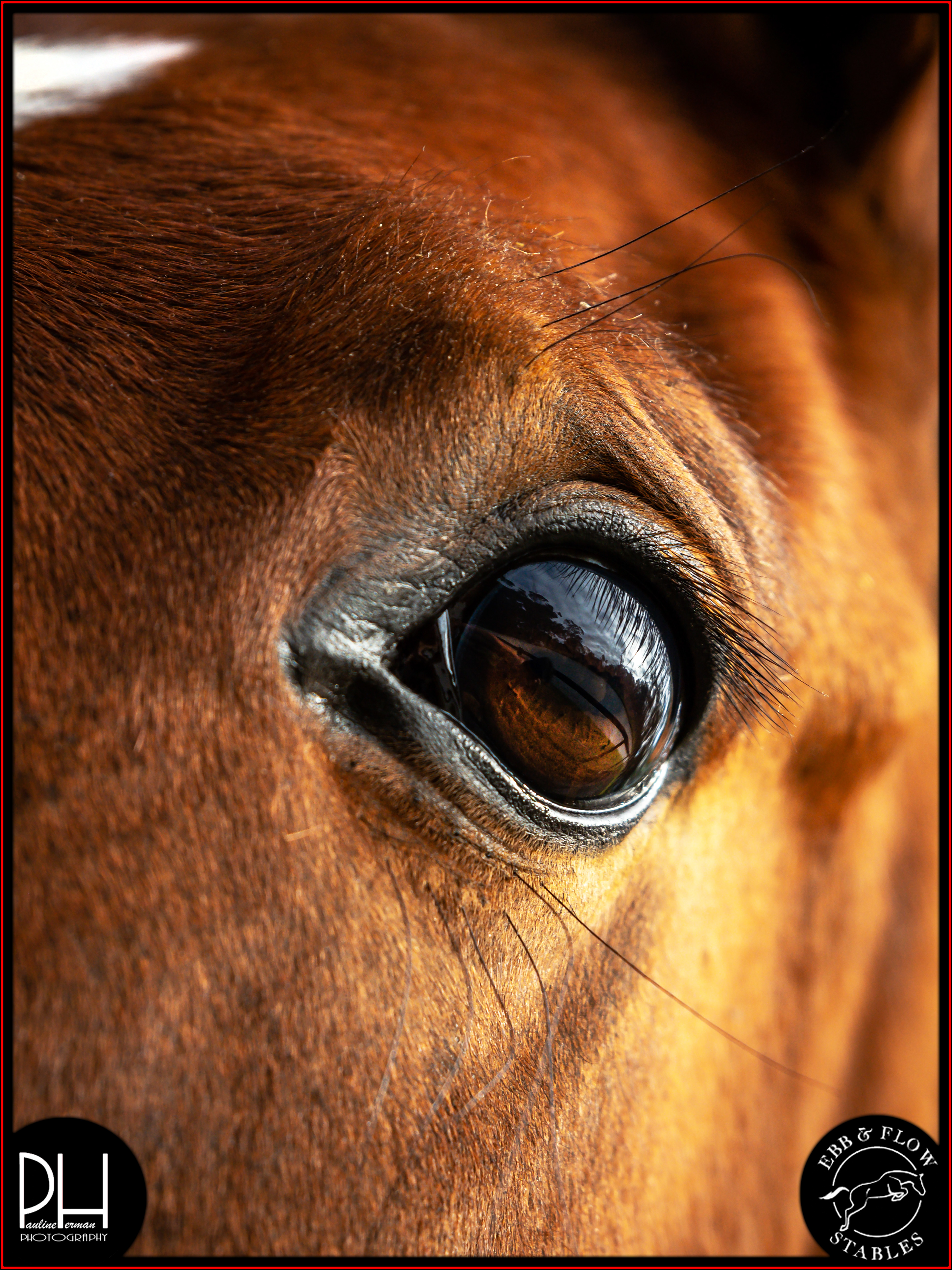 Gorgeous Horse Images!