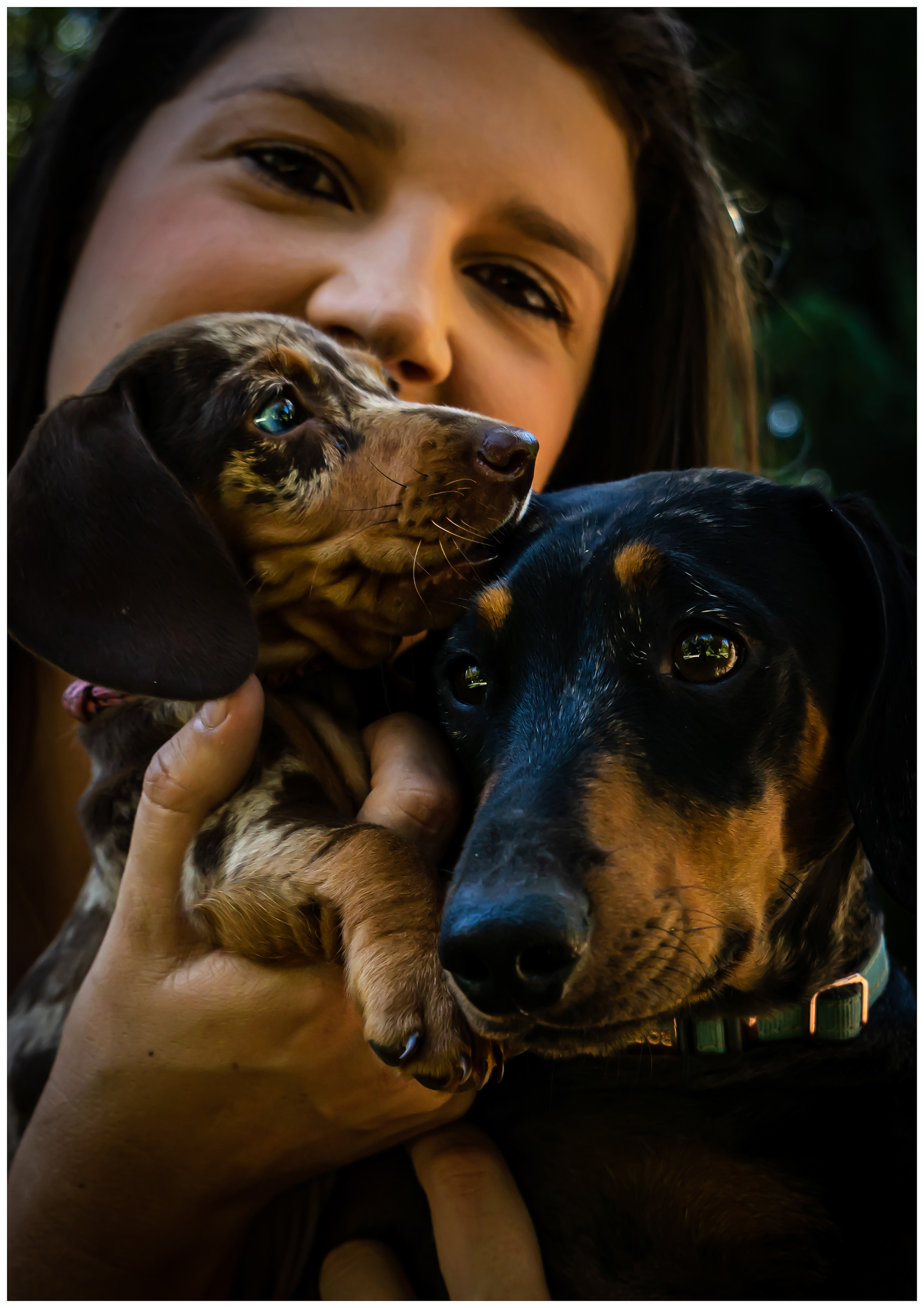 PET PORTRAITS