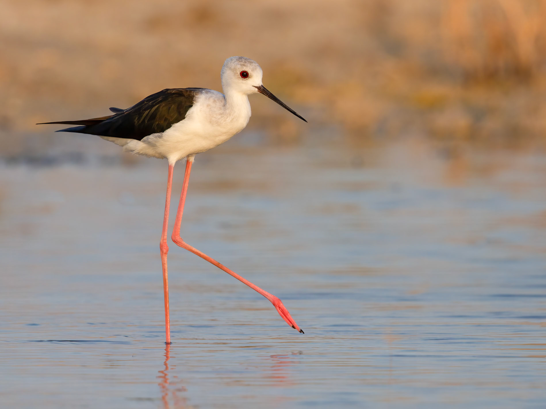Black-winged Stilt