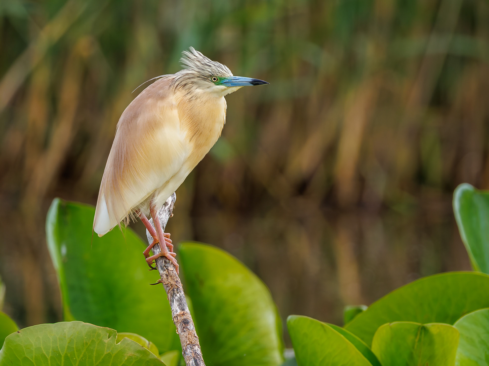 Squacco Heron