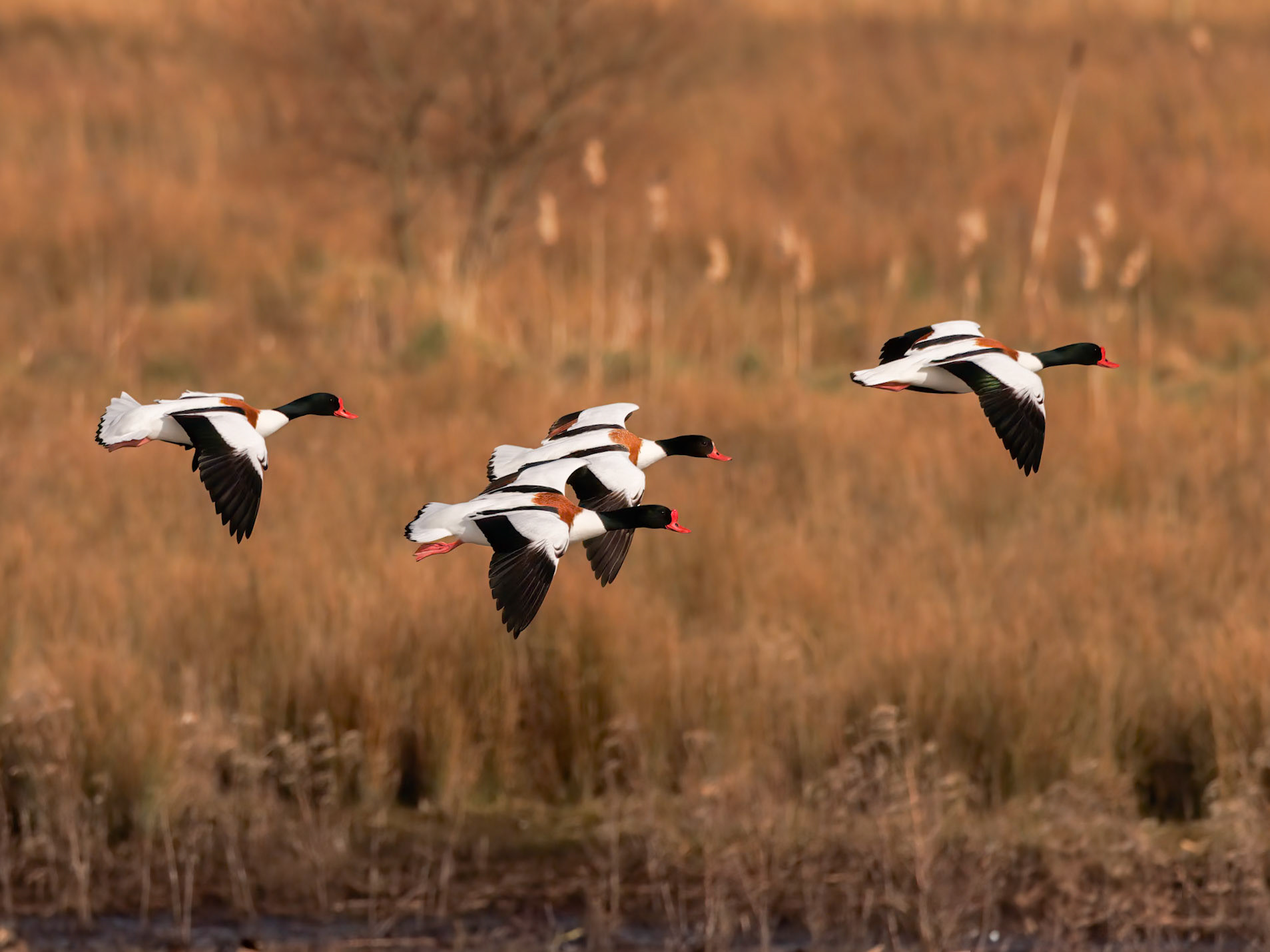 Common Shelduck