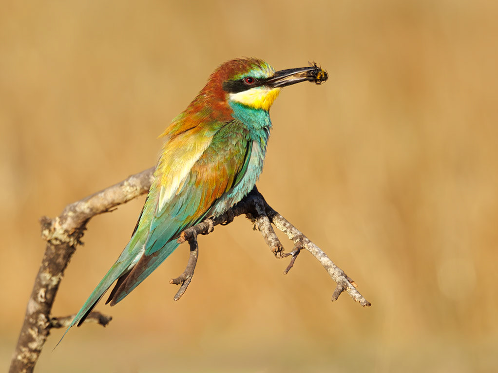 European Bee-eater
