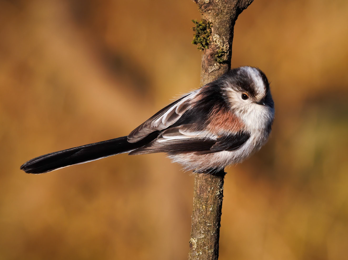 Long-tailed Tit (Aegithalos caudatus)