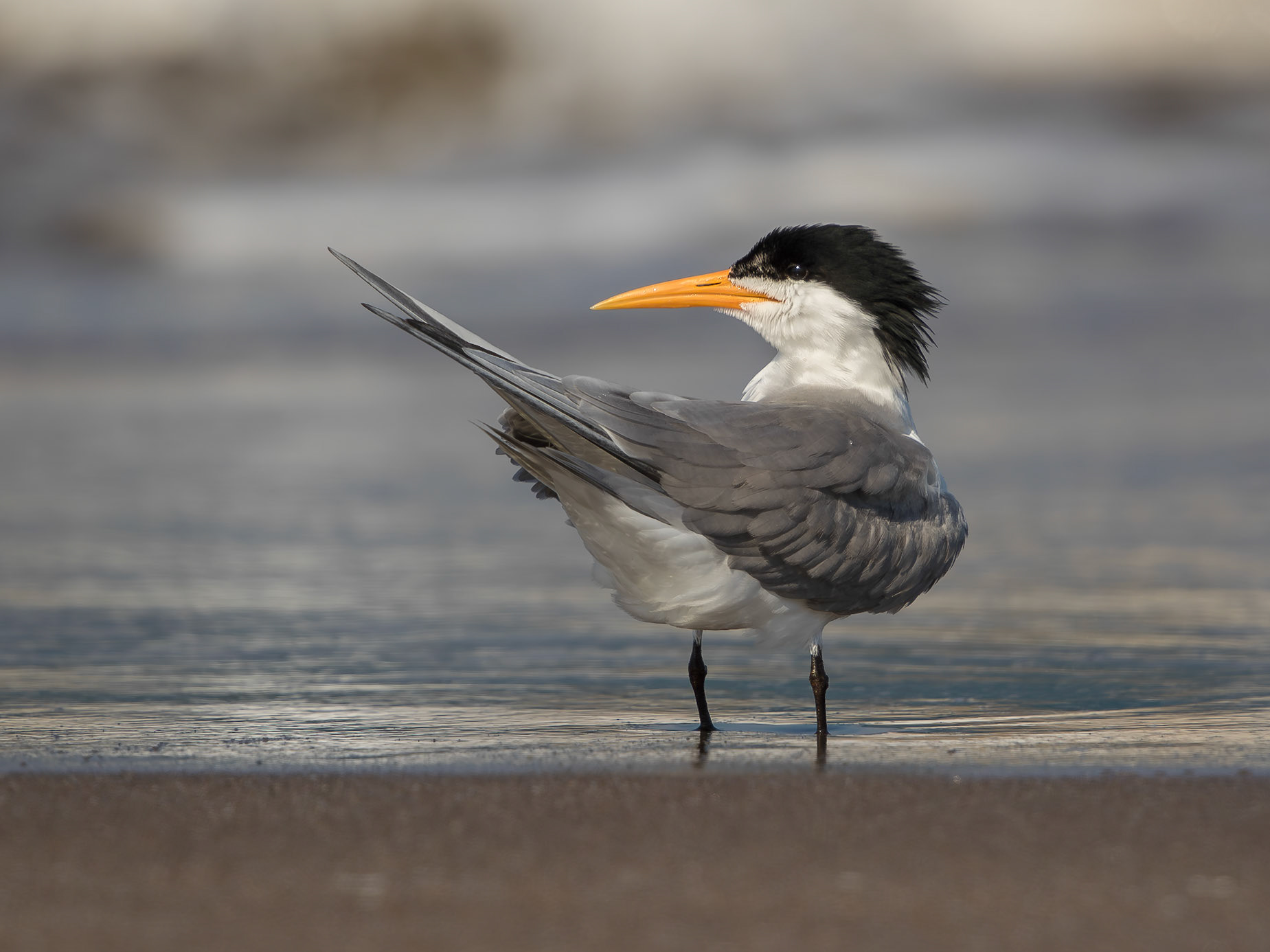 Lesser Crested Tern