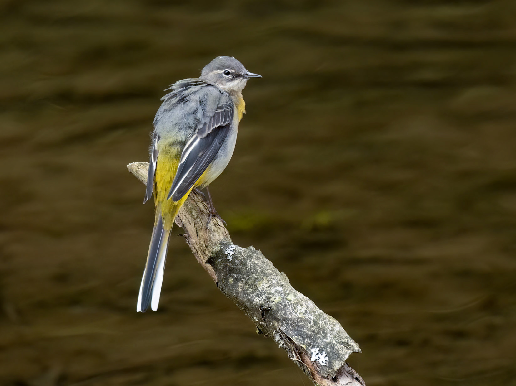 Grey Wagtail