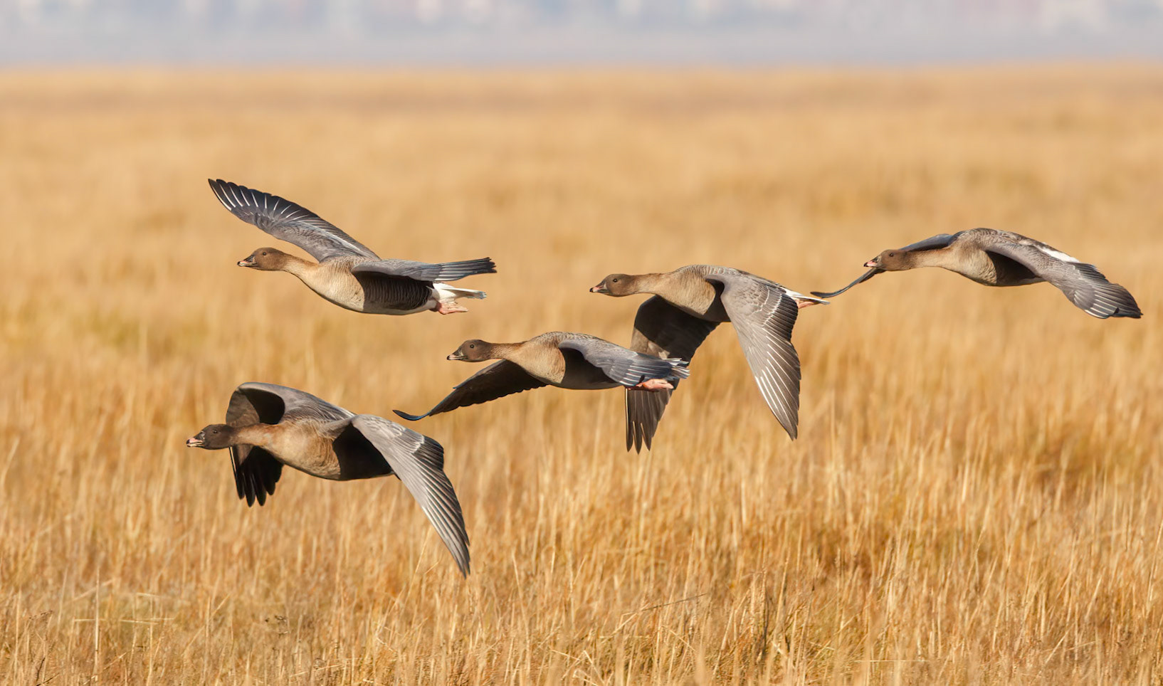 Pink-footed Goose (Anser brachyrhynchus)