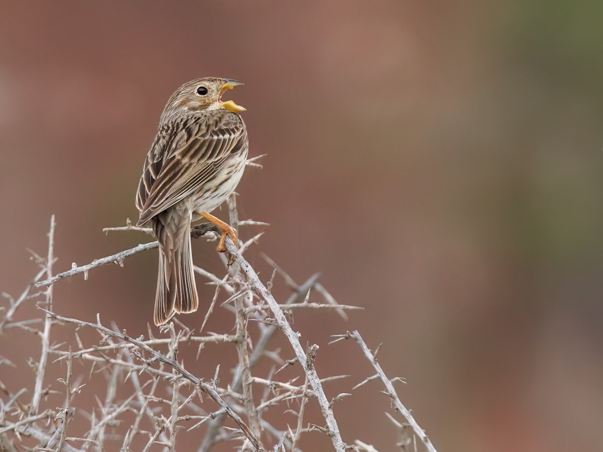 Corn Bunting