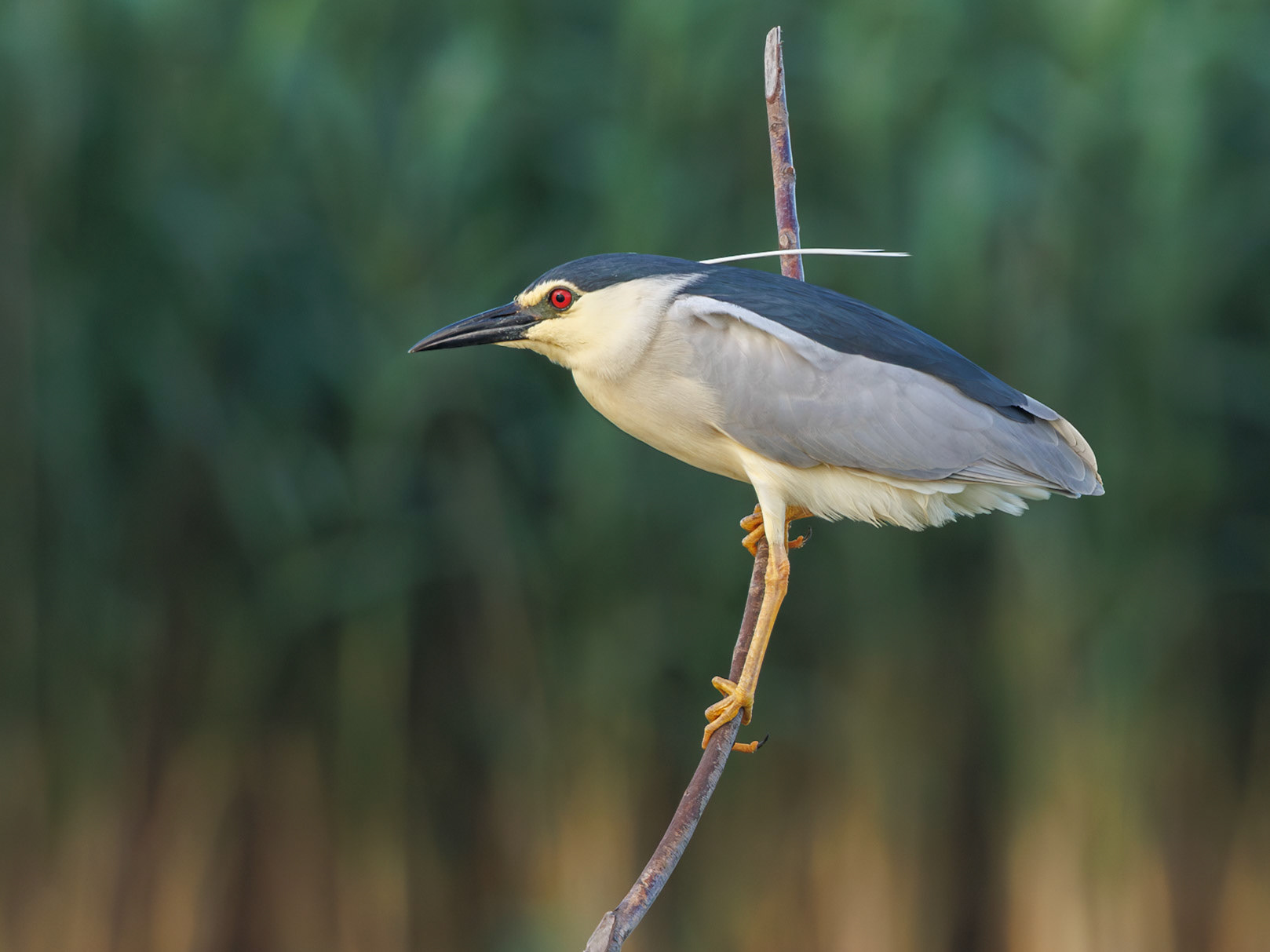 Black-crowned Night Heron