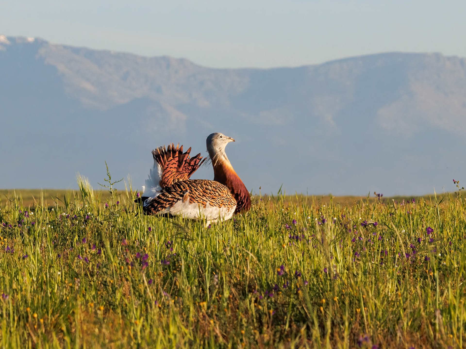 Great Bustard (Otis tarda)